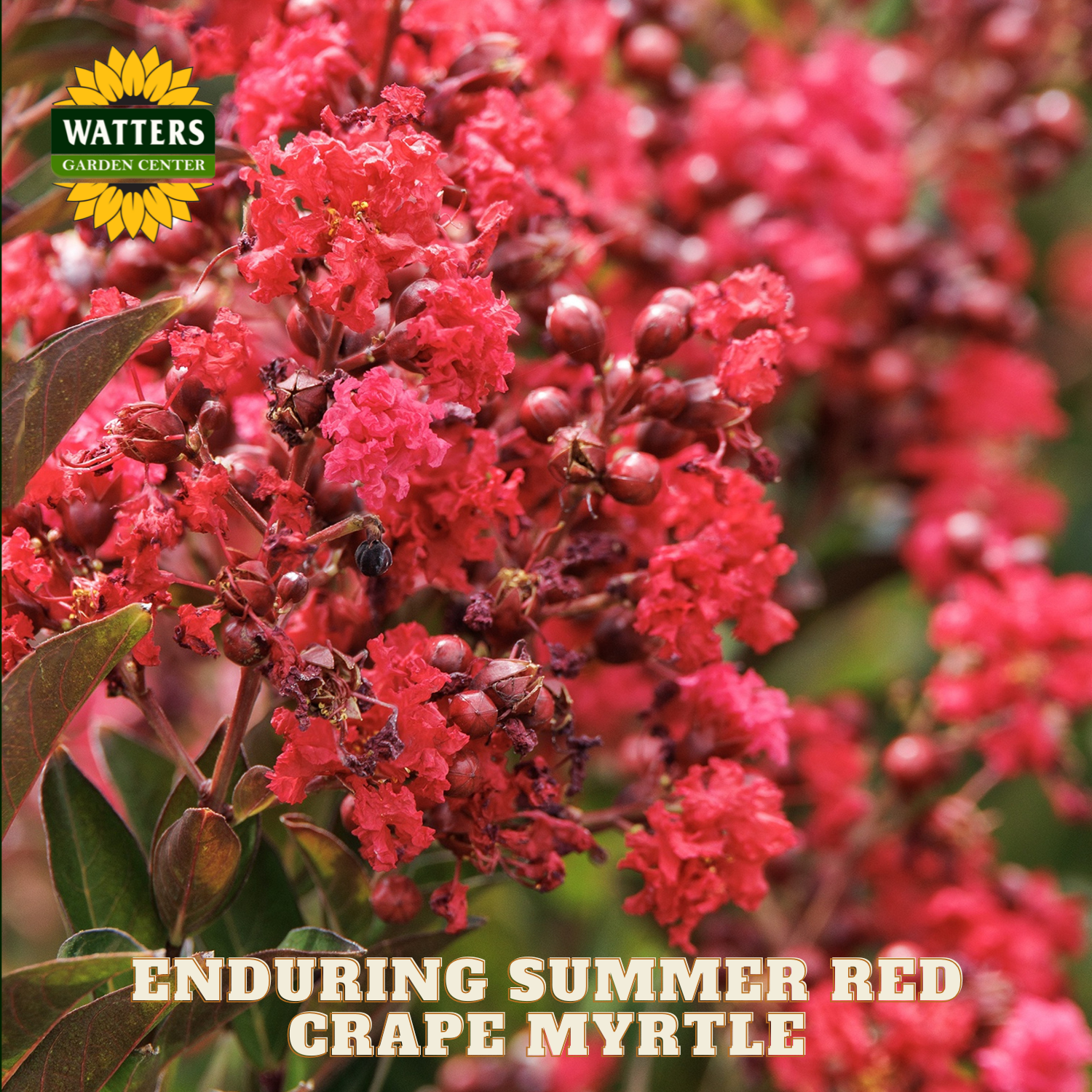Red crape myrtle flowers with Watters Garden Center logo and text.