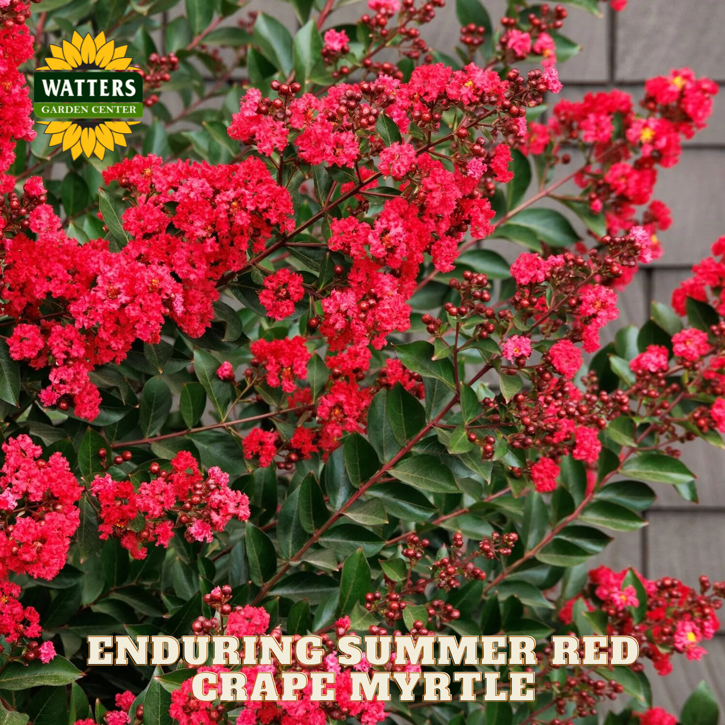 Red crepe myrtle flowers with green leaves and Watters Garden Center branding.