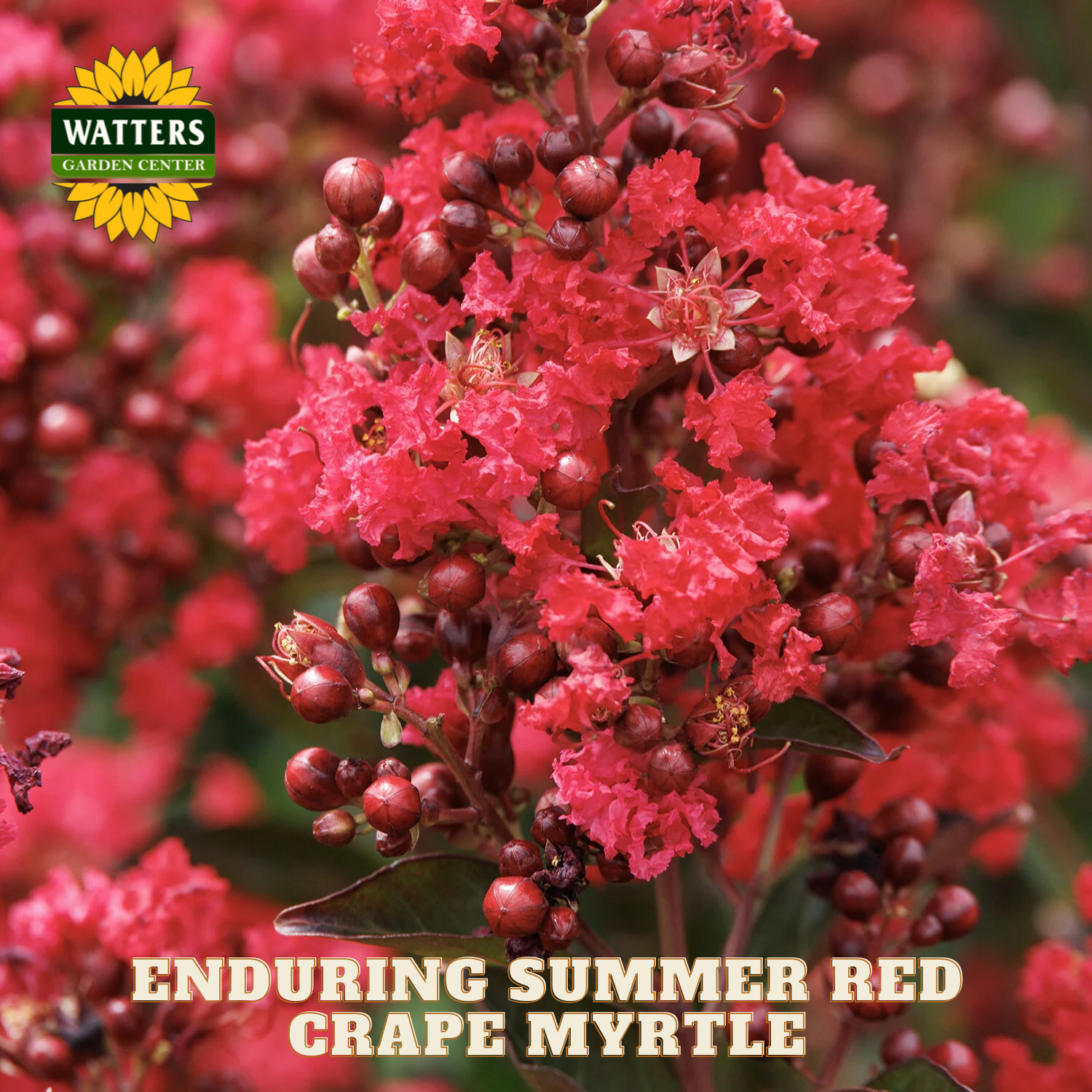 Red crpe myrtle flowers with Watters Garden Center logo and text.