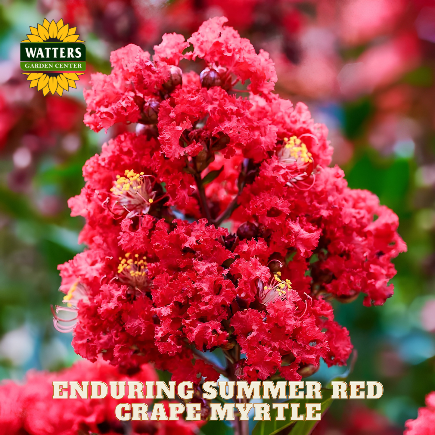 Red crpe myrtle flowers with Watters Garden Center logo and text.