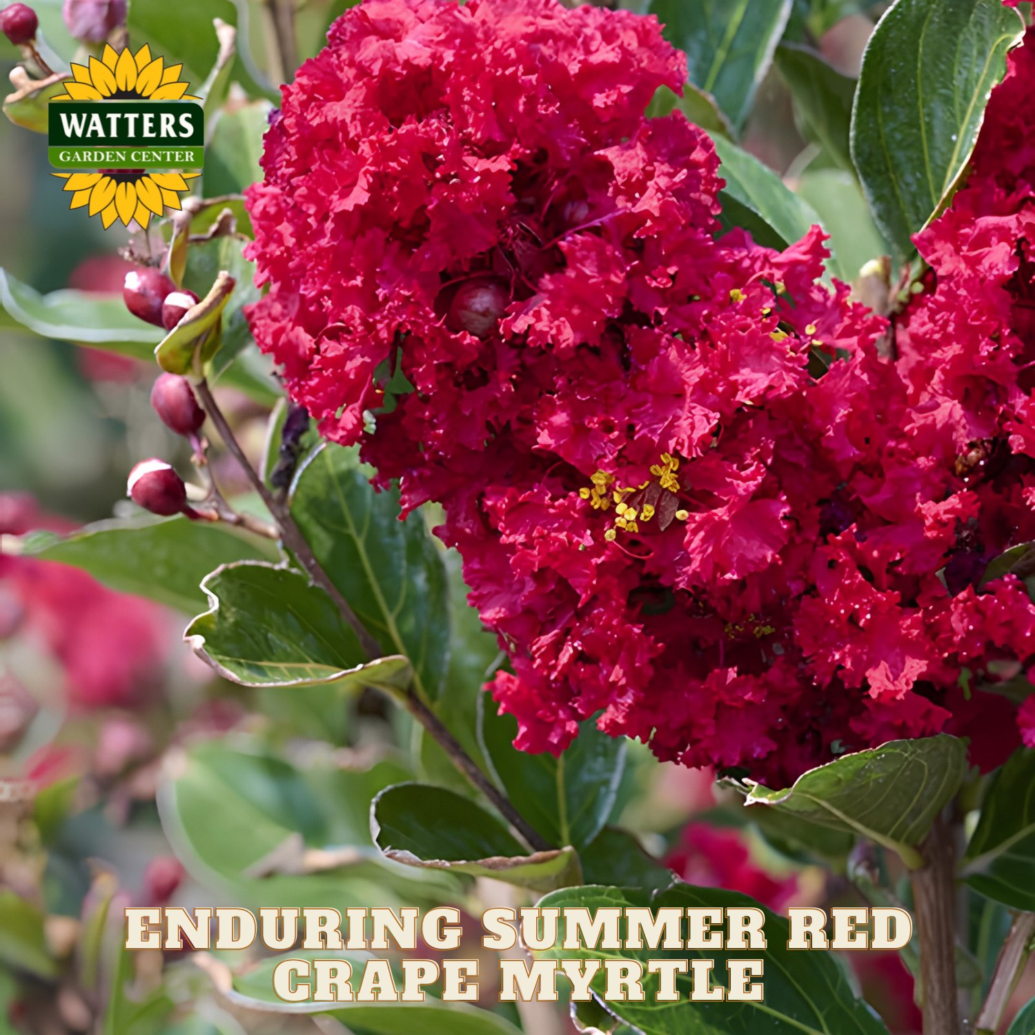 Red crape myrtle flower with green leaves and Watters Garden Center logo.