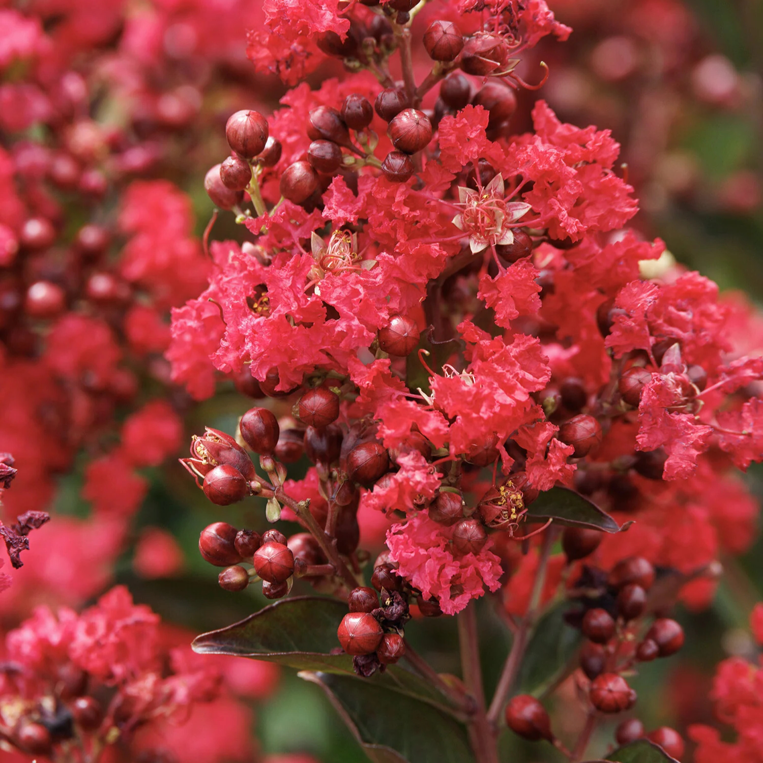 Close-up of red flowers with green leaves on a blurred background