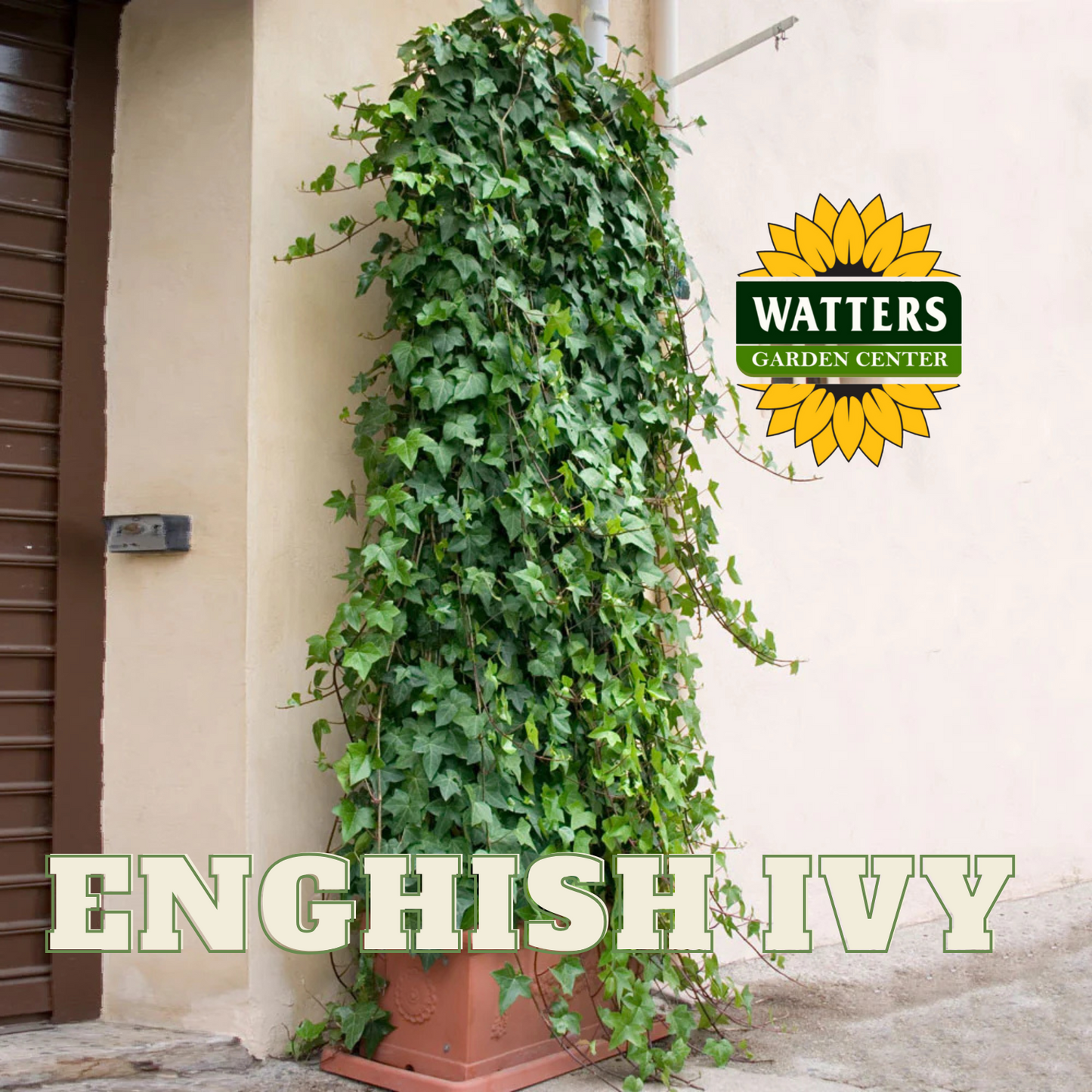 ENGLISH IVY 1gal STAKED
