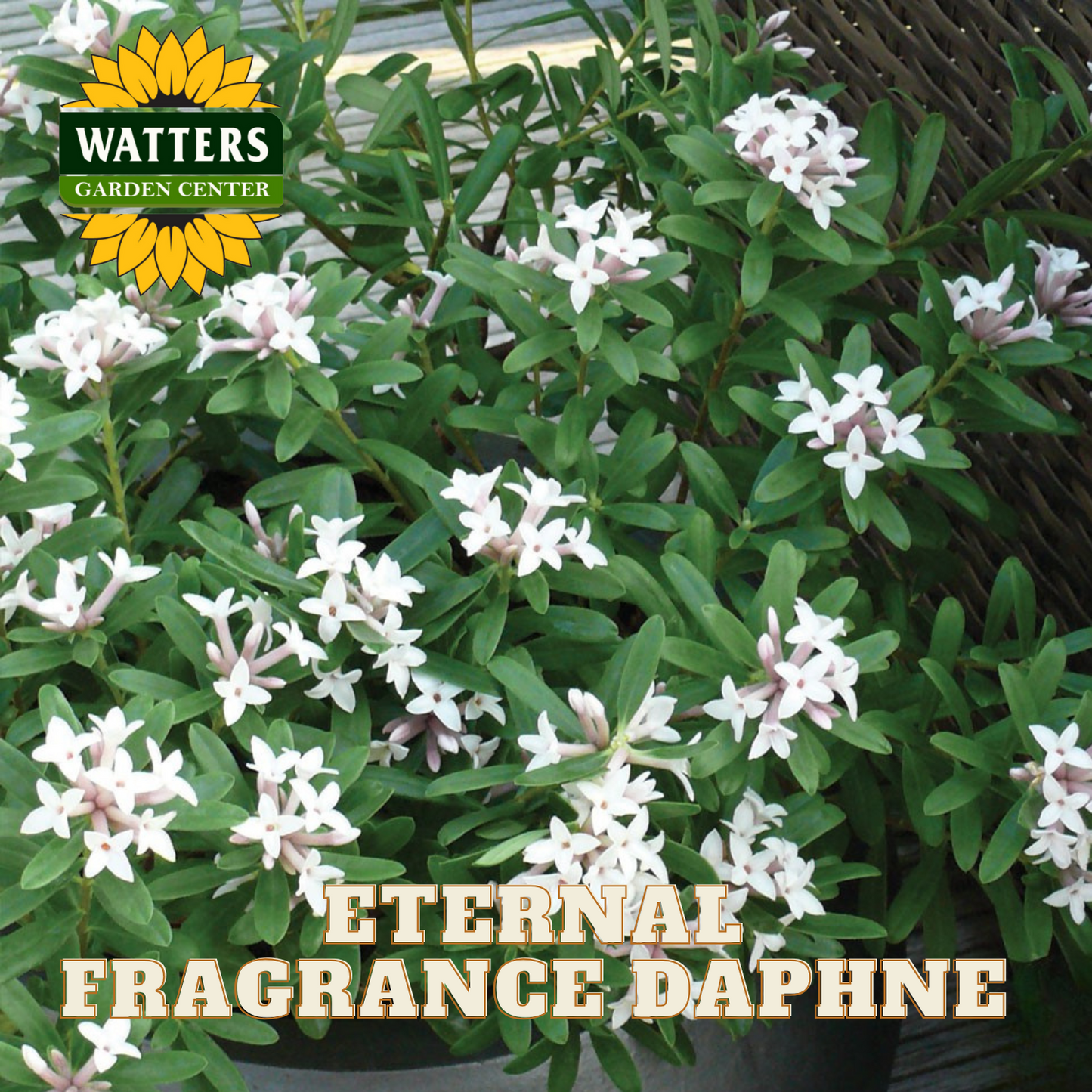 ETERNAL FRAGRANCE DAPHNE 2gal