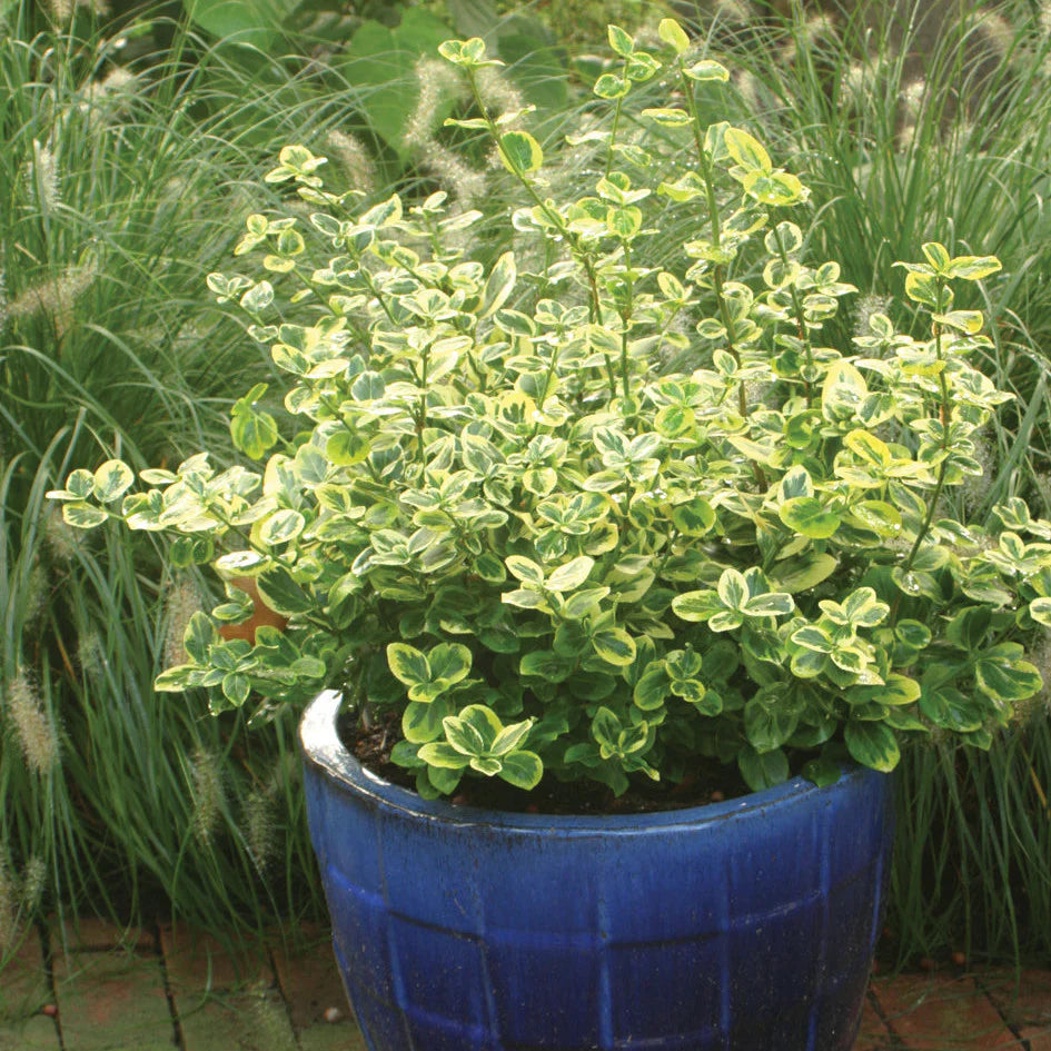 EMERALD N GOLD WINTERCREEPER EUONYMUS 2gal
