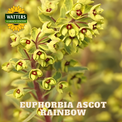 Close-up of Euphorbia Ascot Rainbow with Watters Garden Center logo.
