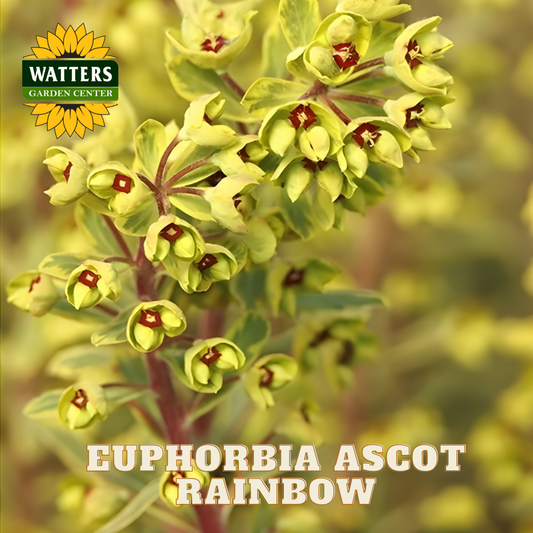 Close-up of Euphorbia Ascot Rainbow with Watters Garden Center logo.