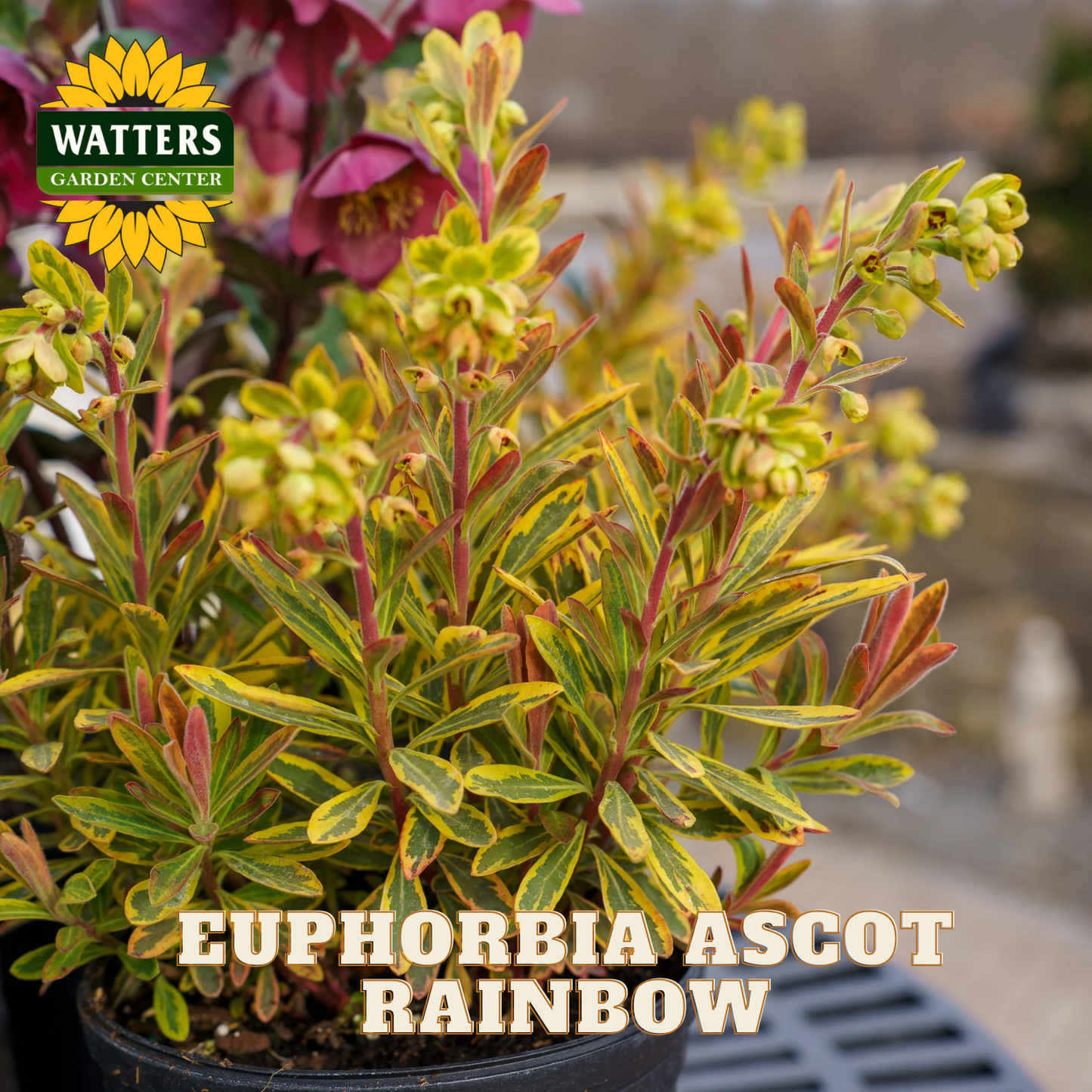 Potted Euphorbia Ascot Rainbow plant with Watters Garden Center logo.