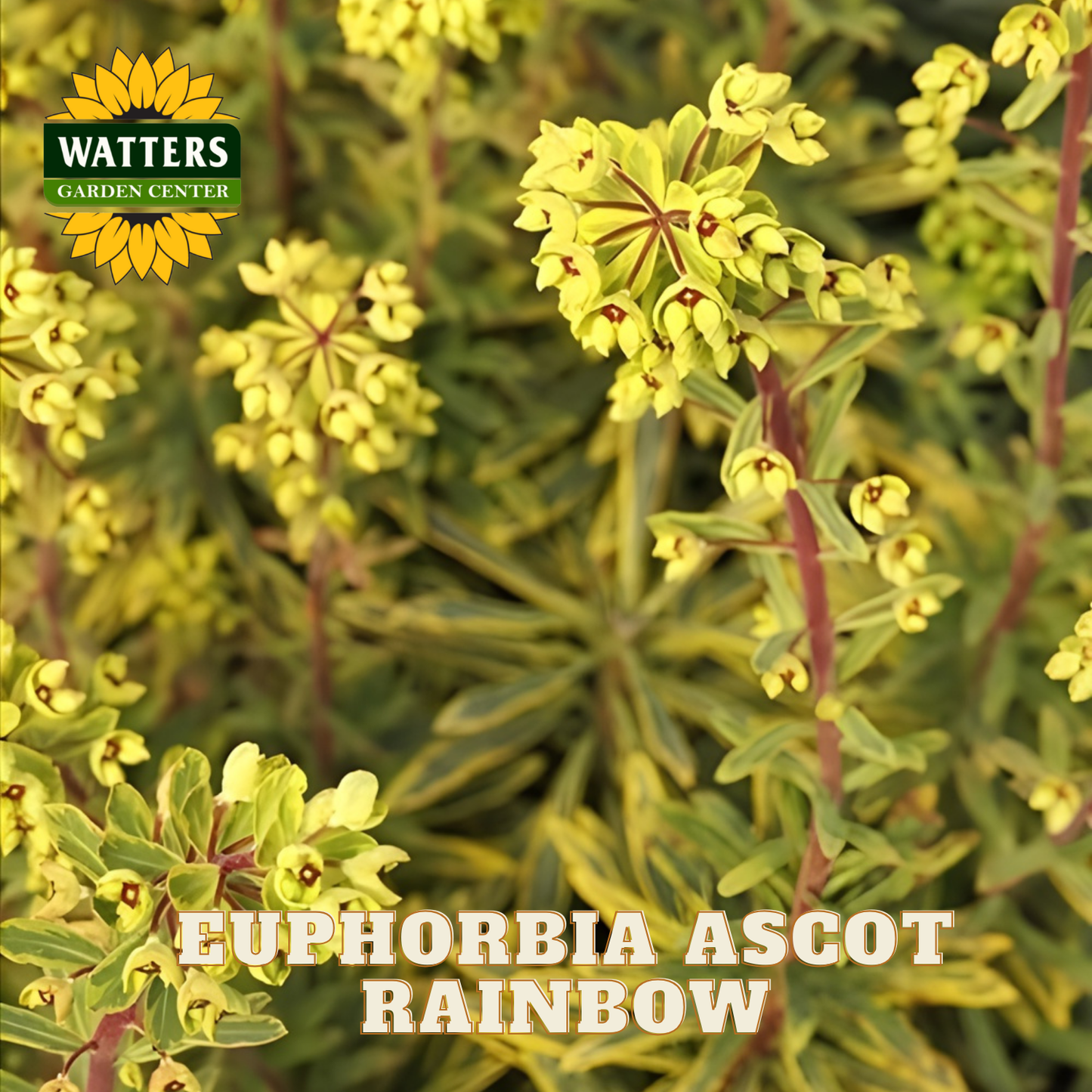 Euphorbia Ascot Rainbow plant with Watters Garden Center logo