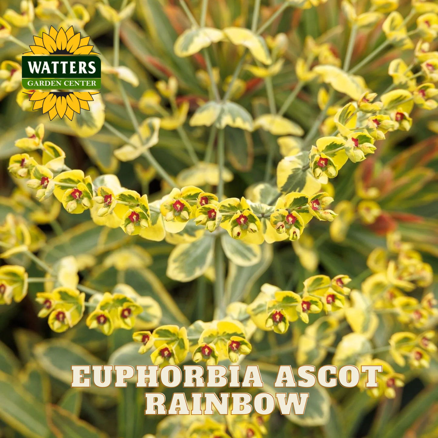 Euphorbia Ascot Rainbow plant with Watters Garden Center logo