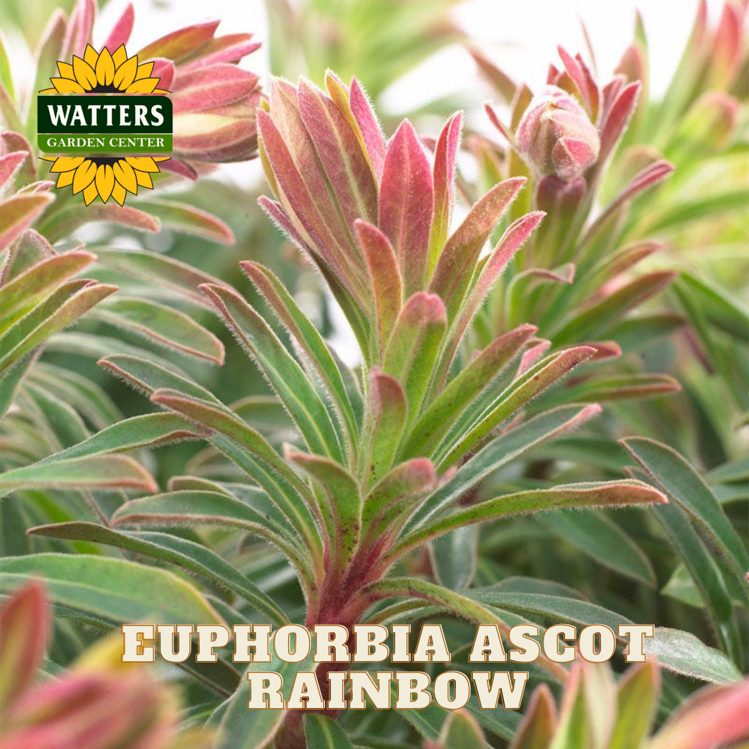 Euphorbia Ascot Rainbow plant with Watters Garden Center logo