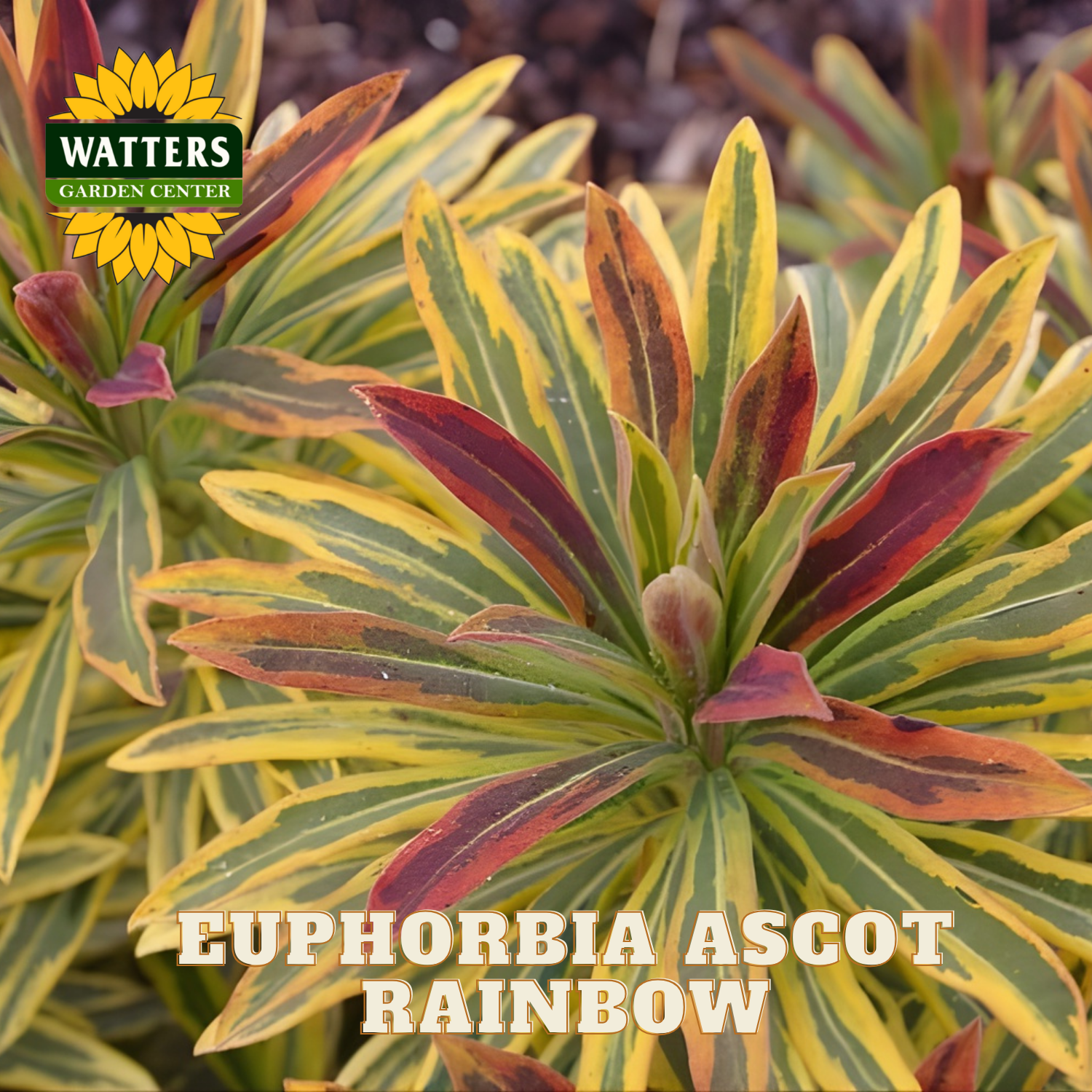 Variegated euphorbia plant with Watters Garden Center logo