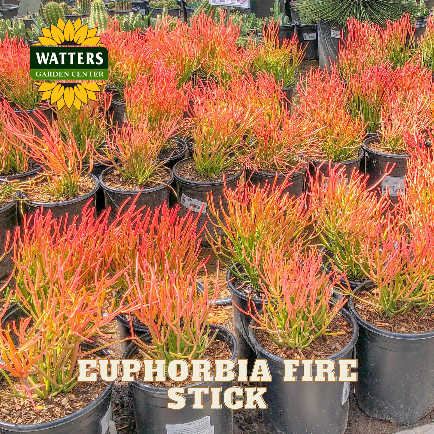 Potted Euphorbia Fire Stick plants with Watters Garden Center branding.
