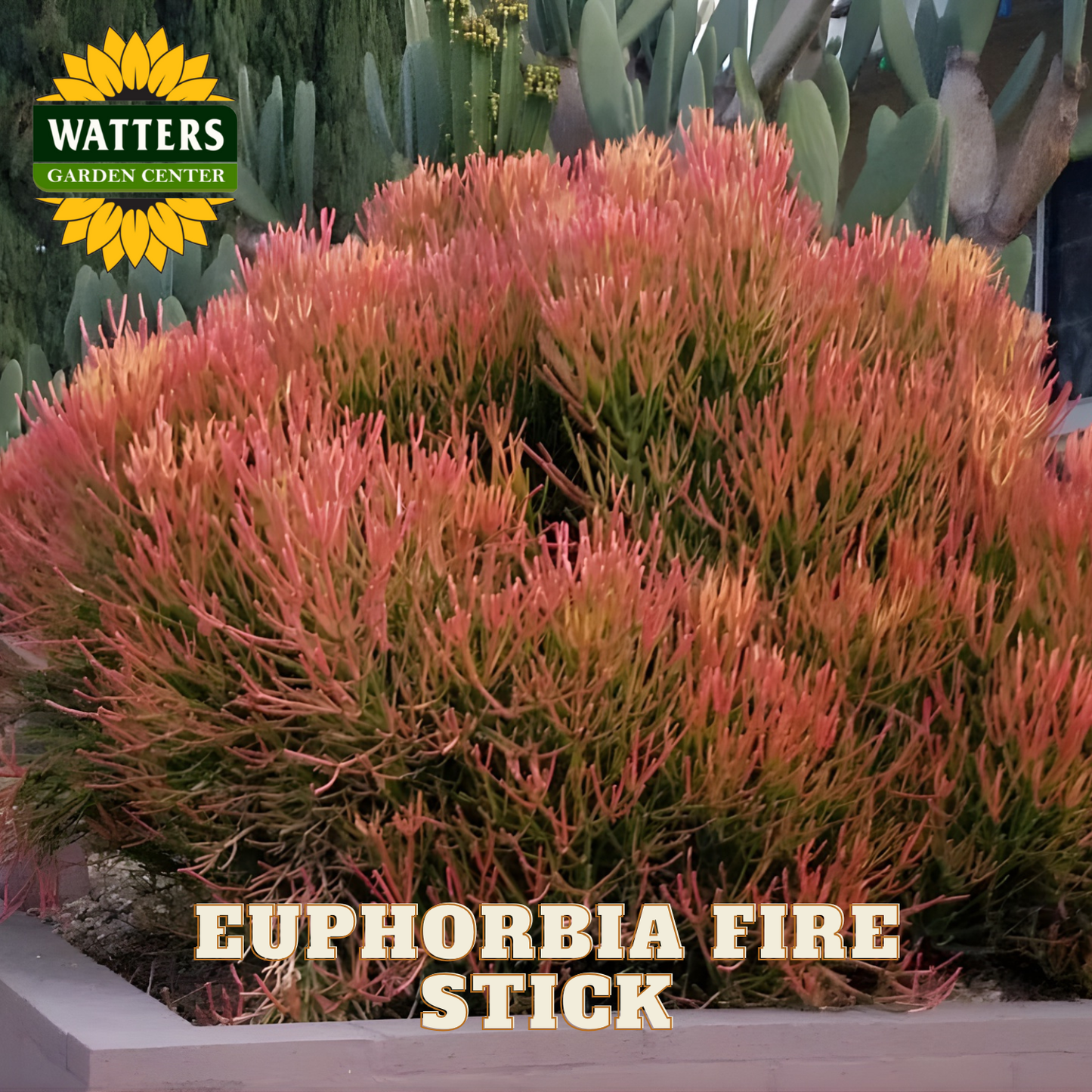Euphorbia plant labeled 'Euphorbia Fire Stick' with Watters Garden Center branding.