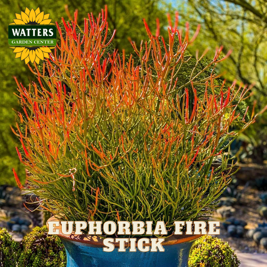 Potted Euphorbia Fire Stick plant with Watters Garden Center branding in the background.