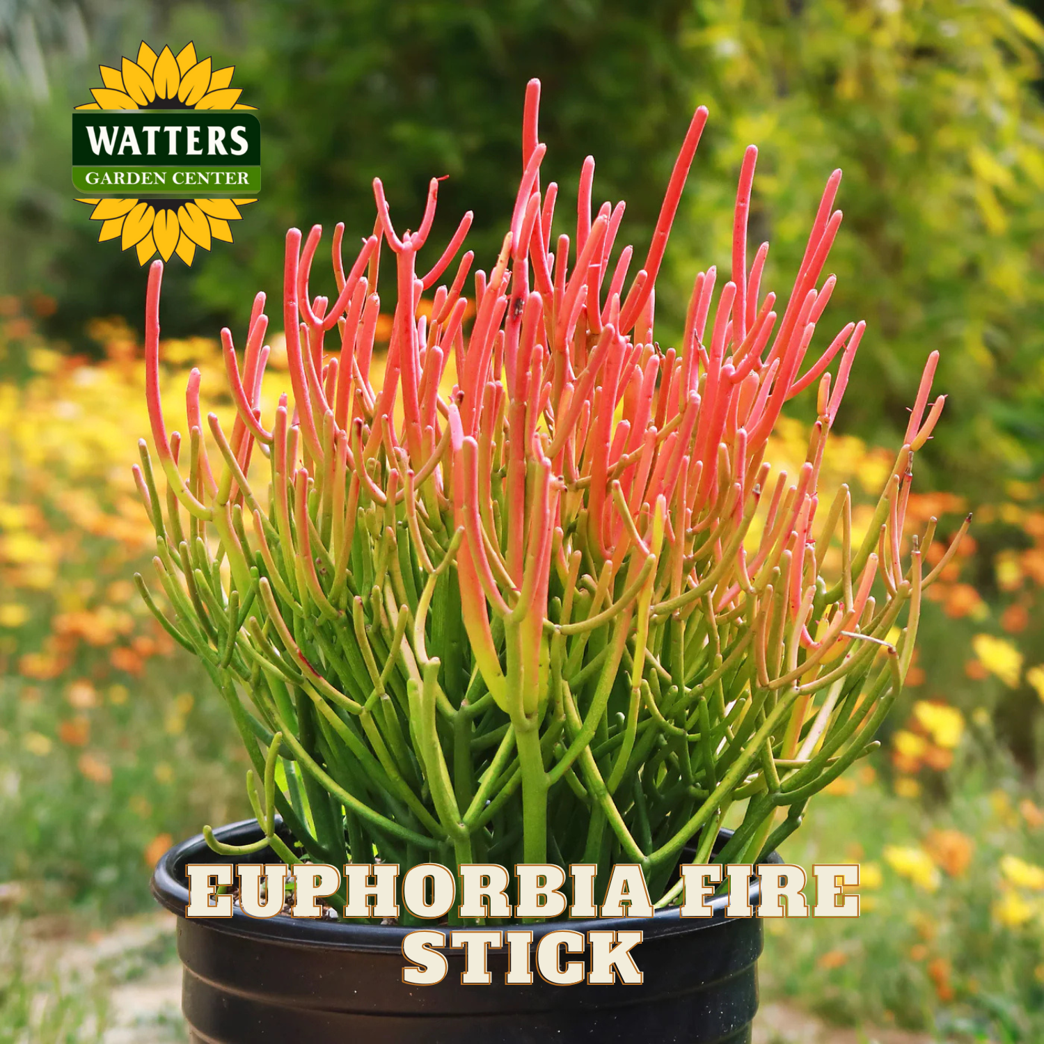 Potted Euphorbia Fire Stick plant with Watters Garden Center branding.