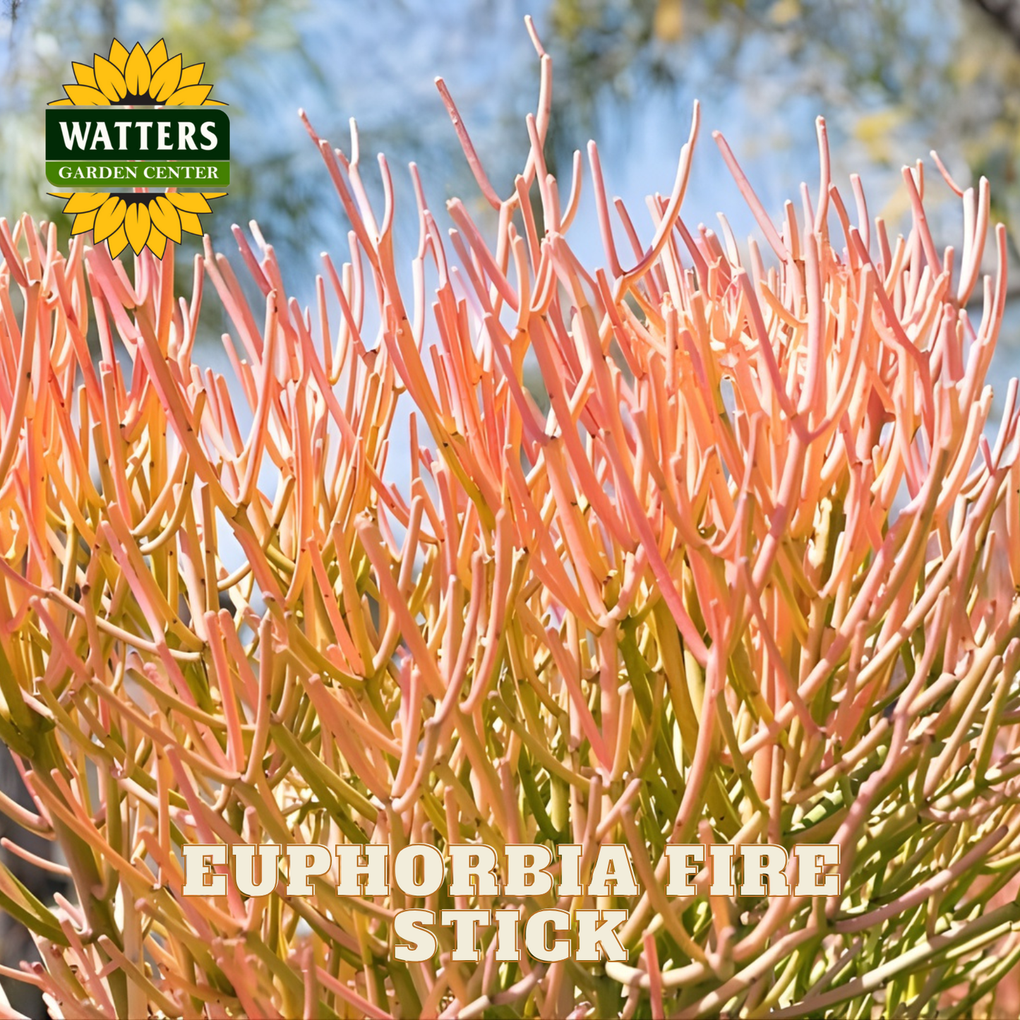 Euphorbia Fire Stick plant with Watters Garden Center logo in the corner.