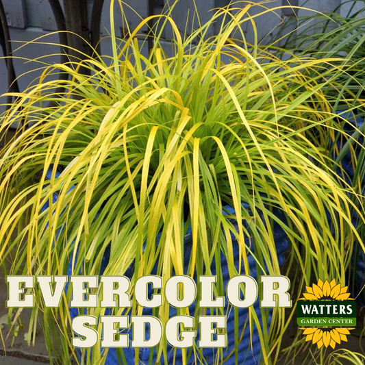 EVERCOLOR SEDGE 1gal