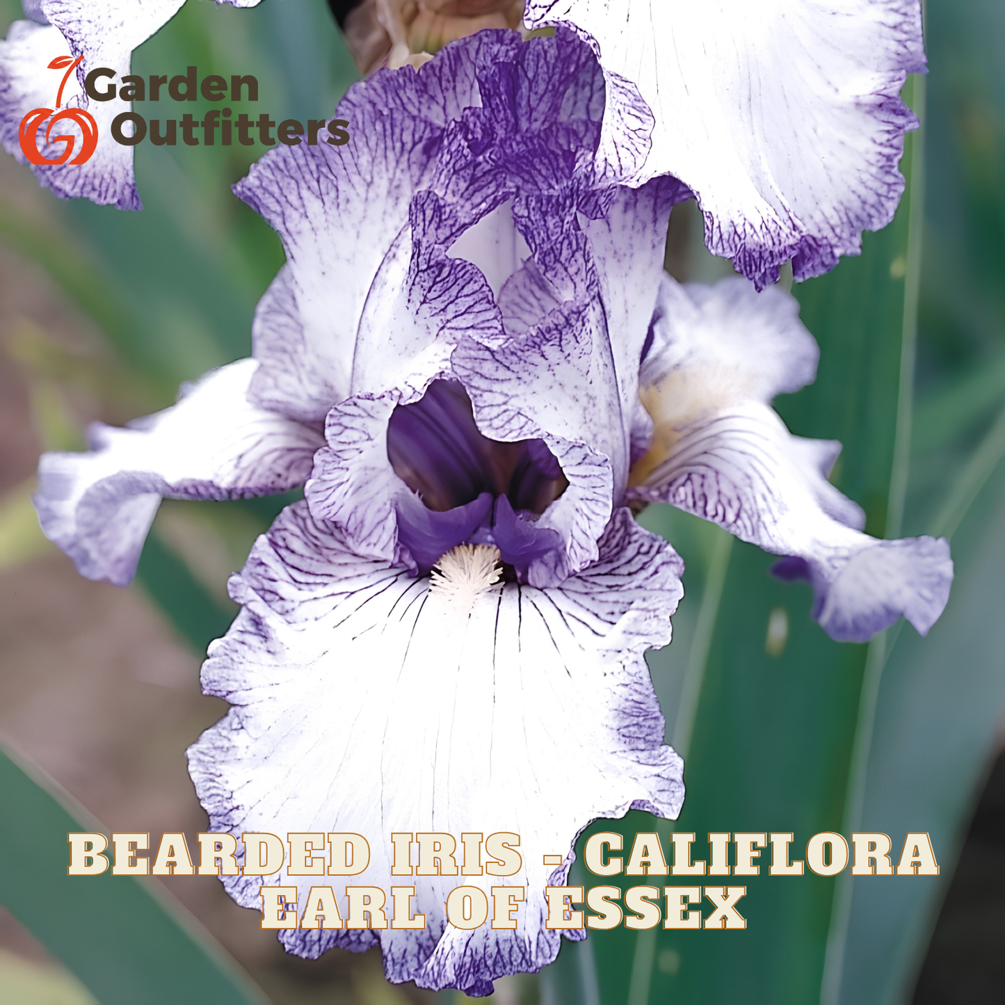 A close-up of a purple and white bearded iris flower with text reading 'BEARDED IRIS - CALIFLORA EARL OF ESSEX' and a Garden Outfitters logo in the top left.