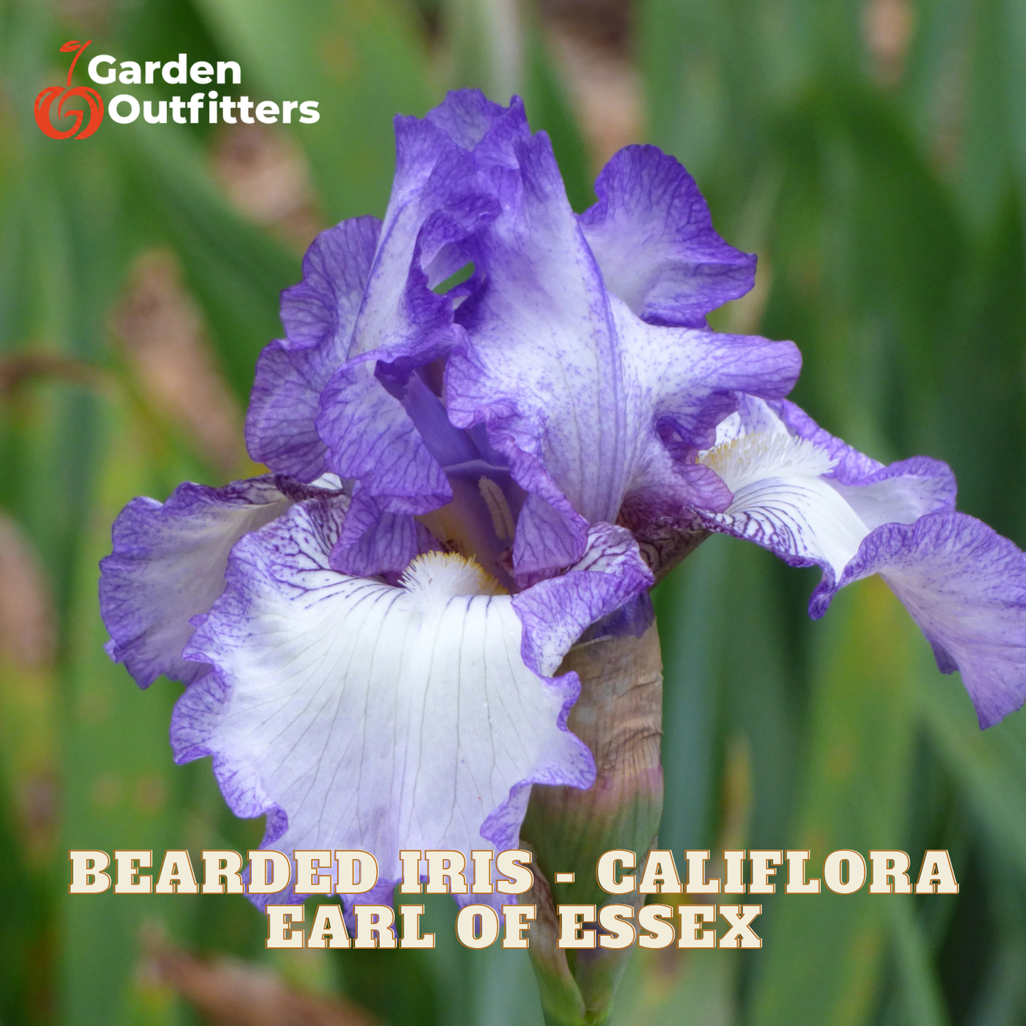 A close-up of a purple and white bearded iris flower with green foliage in the background, featuring the Garden Outfitters logo in the top-left corner and the text 'BEARDED IRIS - CALIFLORA EARL OF ESSEX' at the bottom.