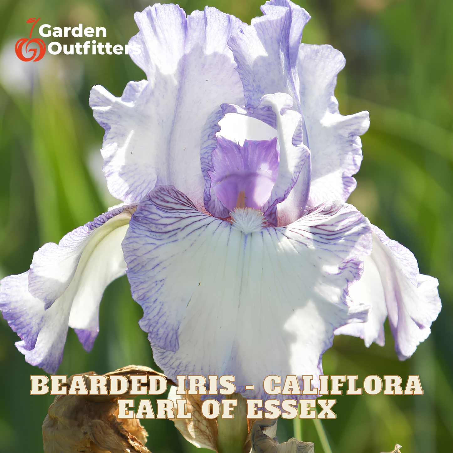 A close-up of a bearded iris calyflora flower with white and light purple petals, set against a blurred green outdoor background. Text overlays read 'Garden Outfitter' and 'BEARDED IRIS - CALYFLORA EARL OF ESSEX'.