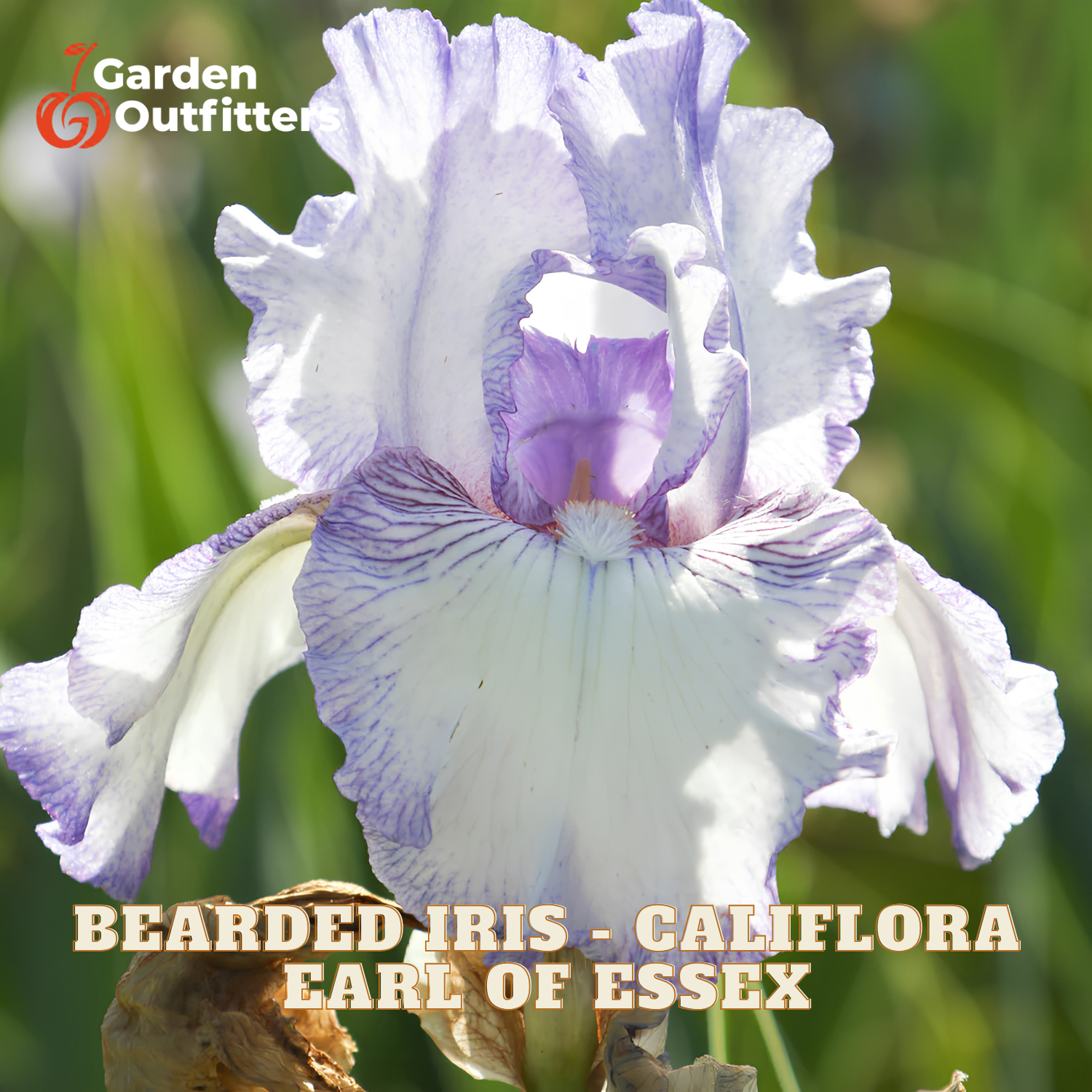 A close-up of a bearded iris calyflora flower with white and light purple petals, set against a blurred green outdoor background. Text overlays read 'Garden Outfitter' and 'BEARDED IRIS - CALYFLORA EARL OF ESSEX'.