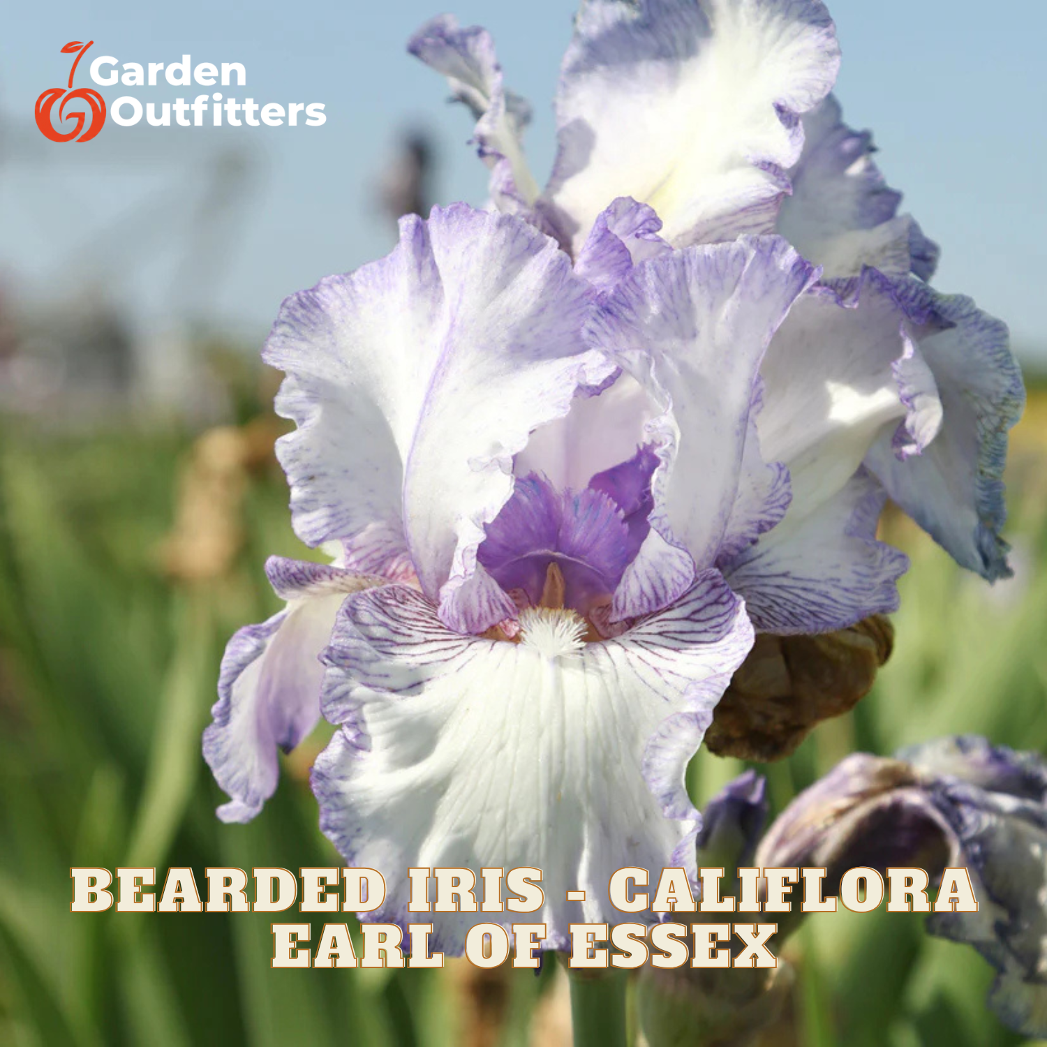 A close-up of a bearded iris flower with white and light purple petals, shown outdoors with blurred green foliage and blue sky in the background. The Garden Outfitters logo appears in the top left, and the text 'BEARDED IRIS - CALIFLORA EARL OF ESSEX' appears at the bottom.