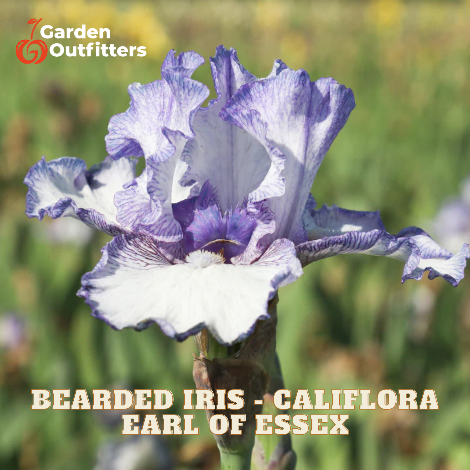 A close-up of a blue and white bearded iris flower with text reading 'BEADED IRIS - CALIFLORA EARL OF ESSEX' and a Garden Outfitters logo in the top left, set against a blurred green and yellow outdoor background.