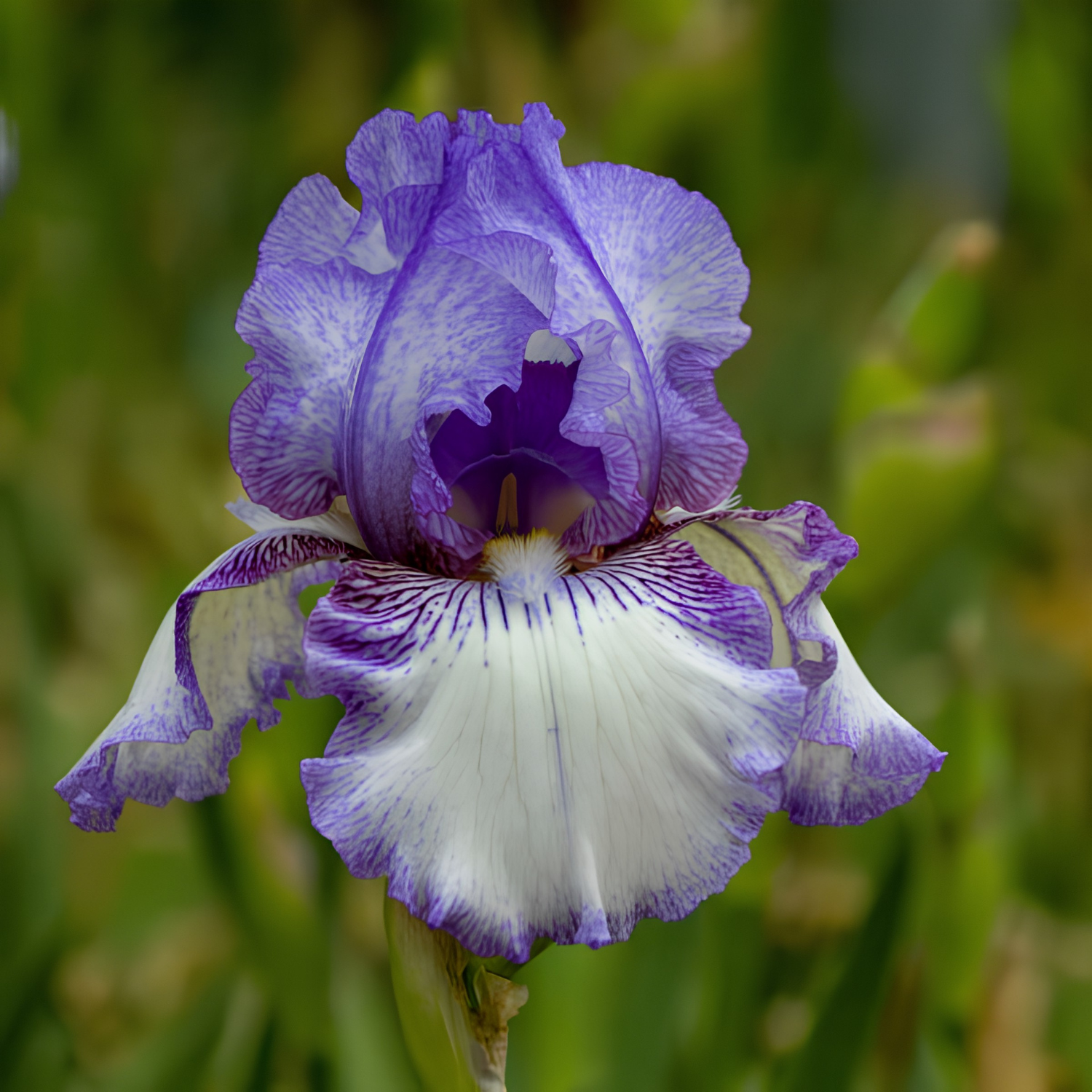 A close-up of a purple and white iris flower in full bloom, set against a soft, blurred green natural background.