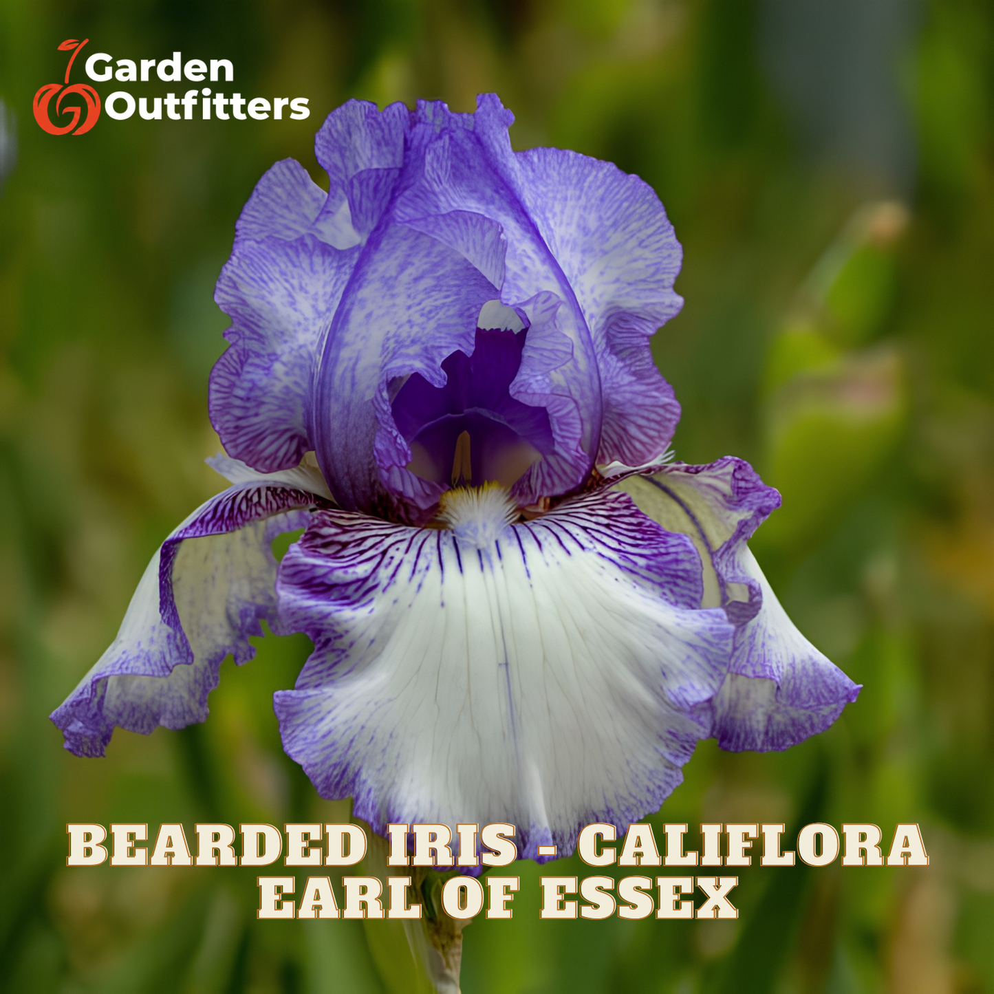 A close-up of a purple and white bearded iris flower with text reading 'BEARDED IRIS - CALIFLORA EARL OF ESSEX' and a Garden Outfitters logo in the top left, set against a blurred green garden background.