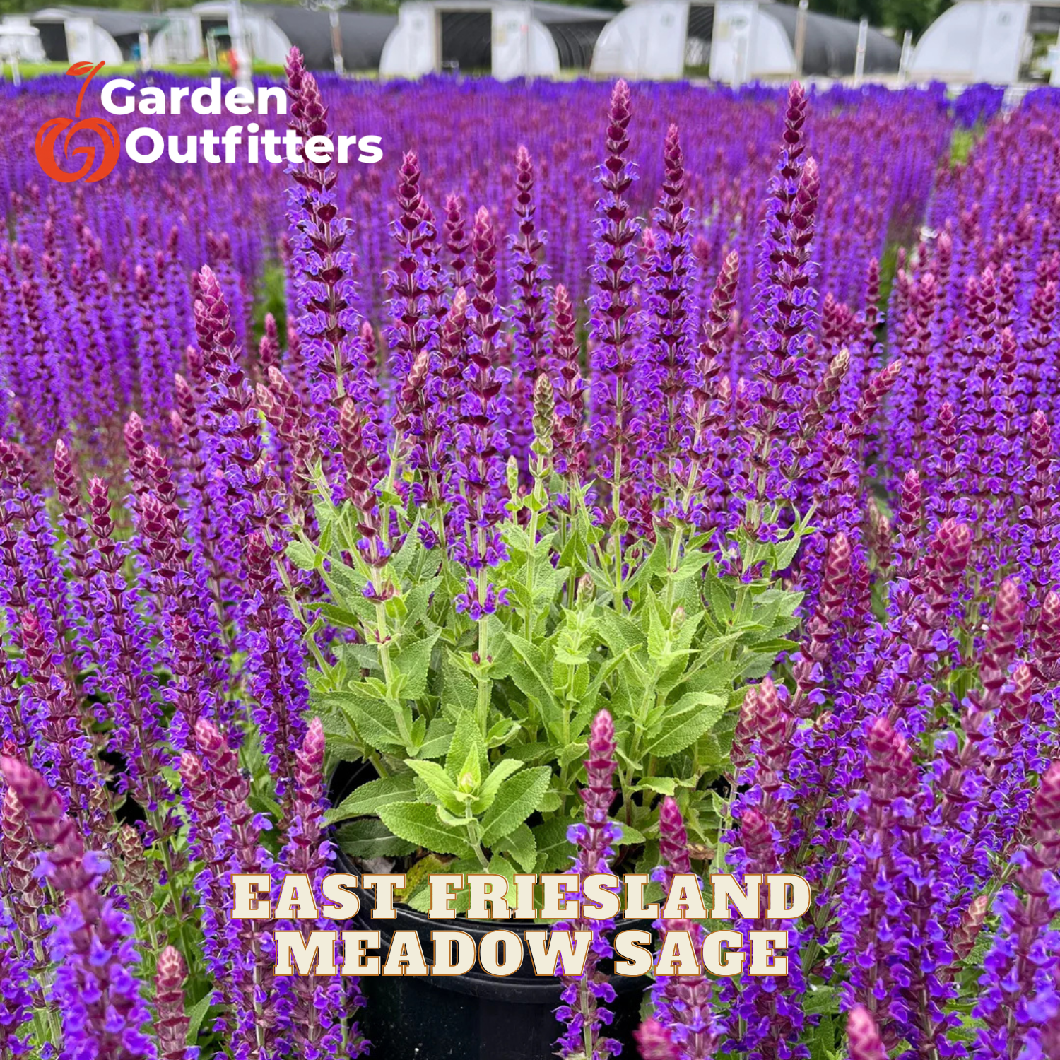A potted plant of East Friesland Meadow Sage in a black nursery pot, surrounded by a dense field of blooming purple flowers. The image features a Garden Outfitters logo in the top-left corner and text overlay reading 'EAST FRIESLAND MEADOW SAGE' at the bottom.