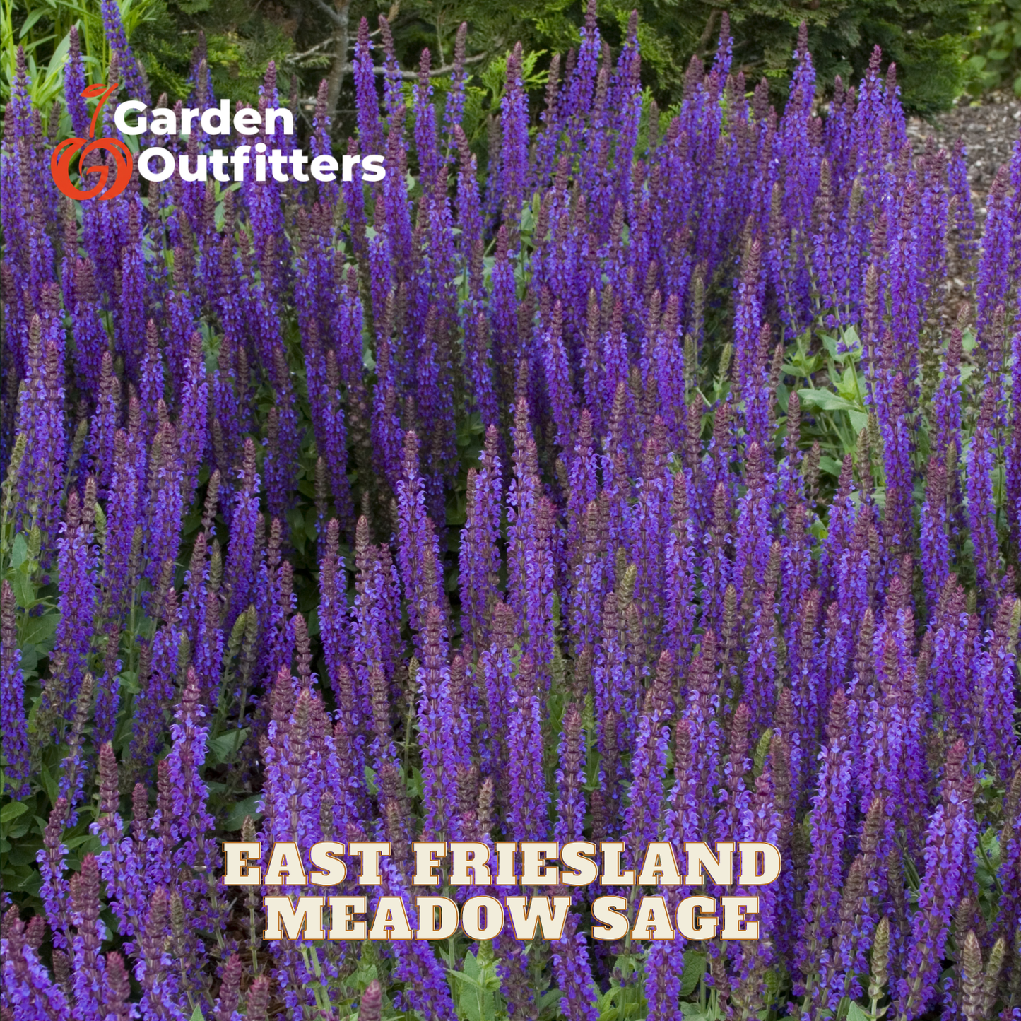 A dense patch of purple flowering plants labeled 'East Friesland Meadow Sage' with the Garden Outfitters logo in the top left and product text at the bottom, shown in a garden setting.
