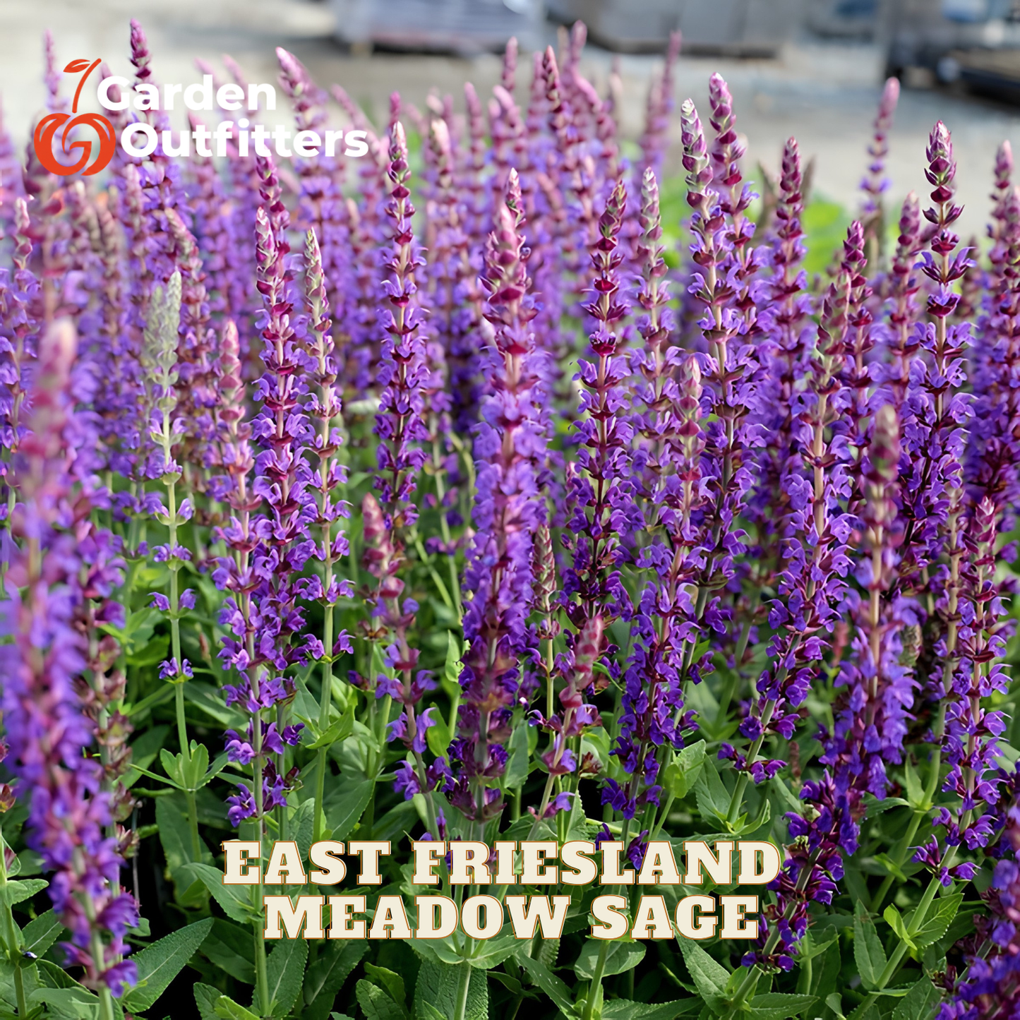 A dense patch of blooming purple flowering plants with green leaves, labeled 'EAST FRIESLAND MEADOW SAGE,' with a Garden Outfitters logo in the top left.