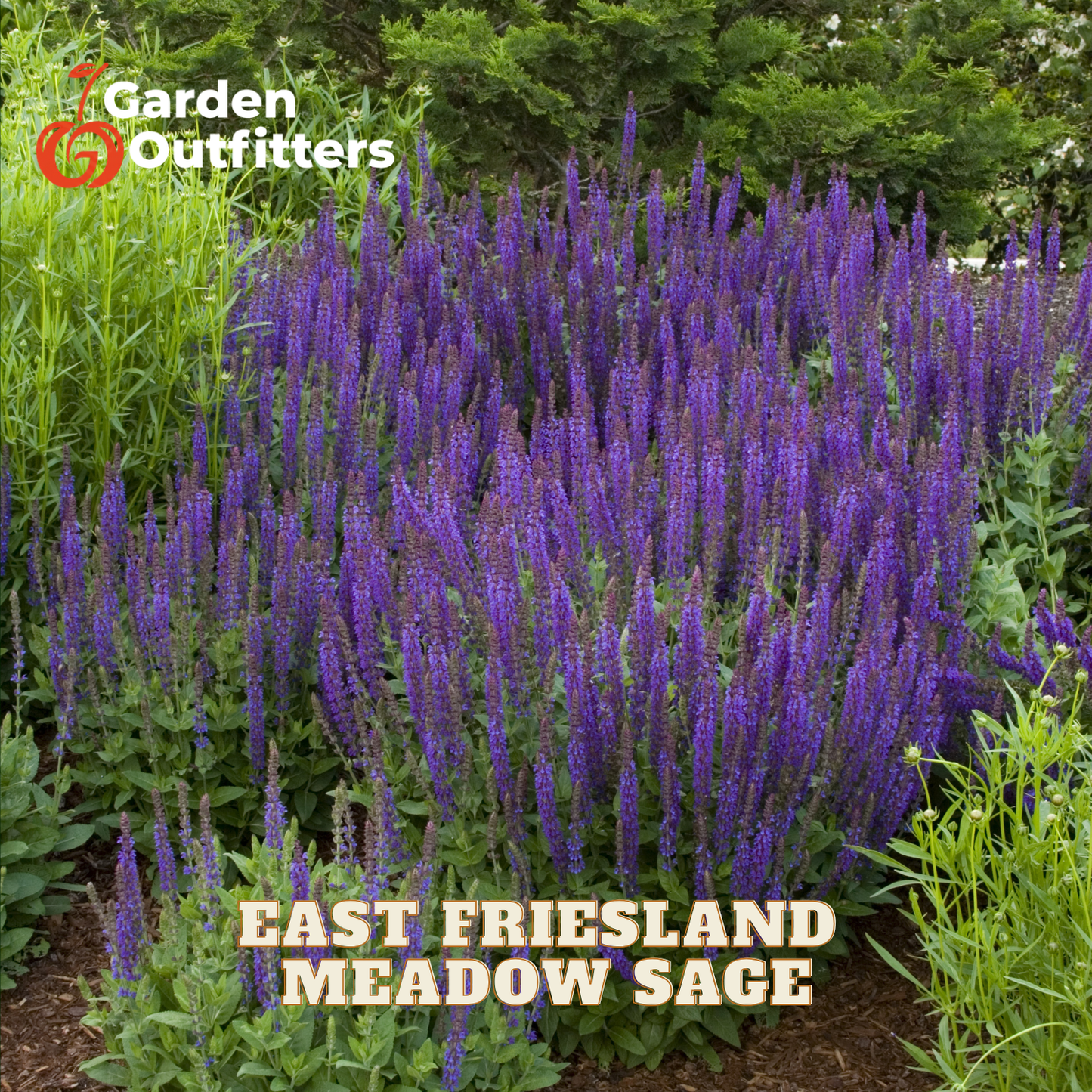 A dense patch of purple flowering sage plants growing in a garden bed, with green foliage around them. Text on the image reads 'Garden Outfitters' and 'EAST FRIESLAND MEADOW SAGE'.