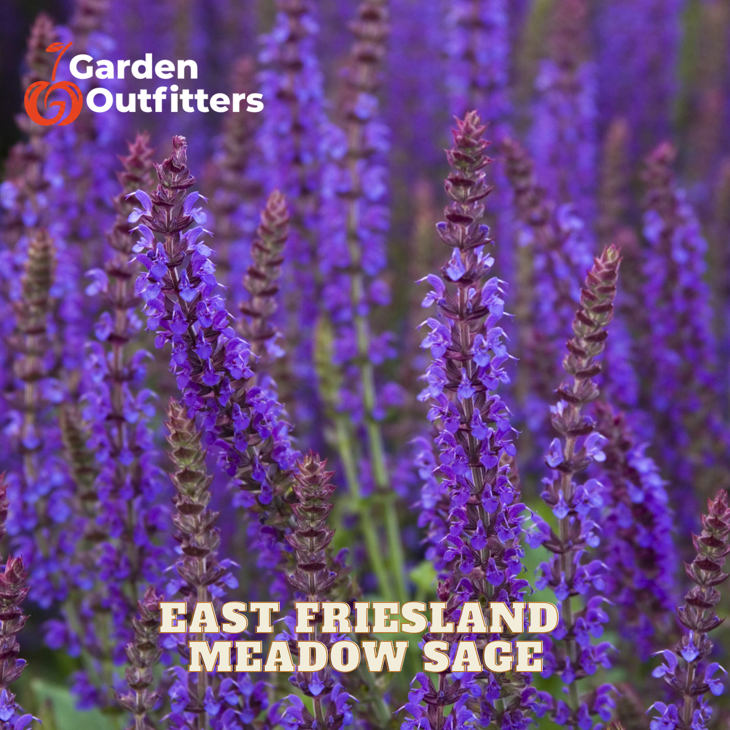 A close-up of purple flowering sage plants with the text 'Garden Outfitters' in the top left and 'EAST FRIESLAND MEADOW SAGE' at the bottom. The background is a soft-focus field of similar purple flowers.