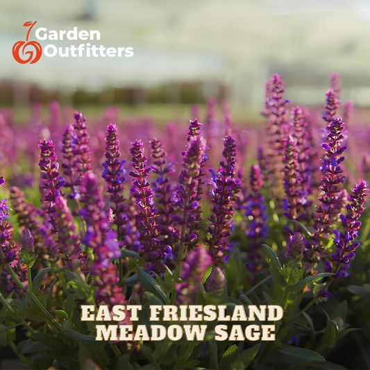 A field of blooming purple and violet meadow sage flowers with green leaves, shown in a soft-focus outdoor setting. The text 'EAST FRIESLAND MEADOW SAGE' is overlaid at the bottom, and the 'Garden Outfitters' logo appears in the top left corner.