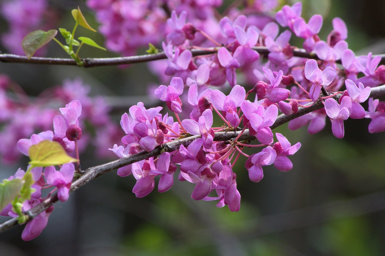 OKLAHOMA REDBUD TREE 10gal