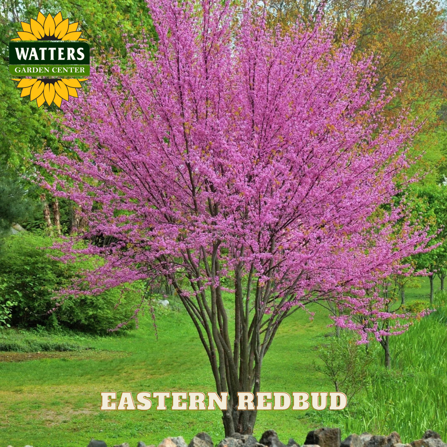 Eastern Redbud tree with pink blossoms in a garden setting, featuring Watters Garden Center branding.