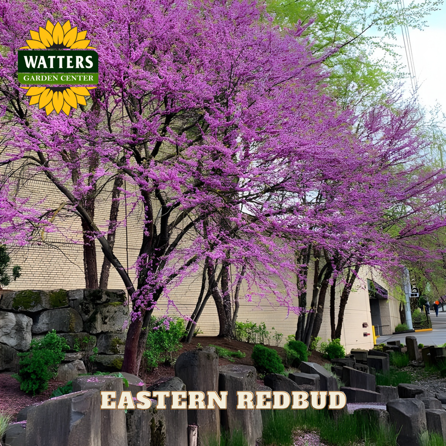 Eastern Redbud tree with pink blossoms in a garden setting, featuring Watters Garden Center logo.