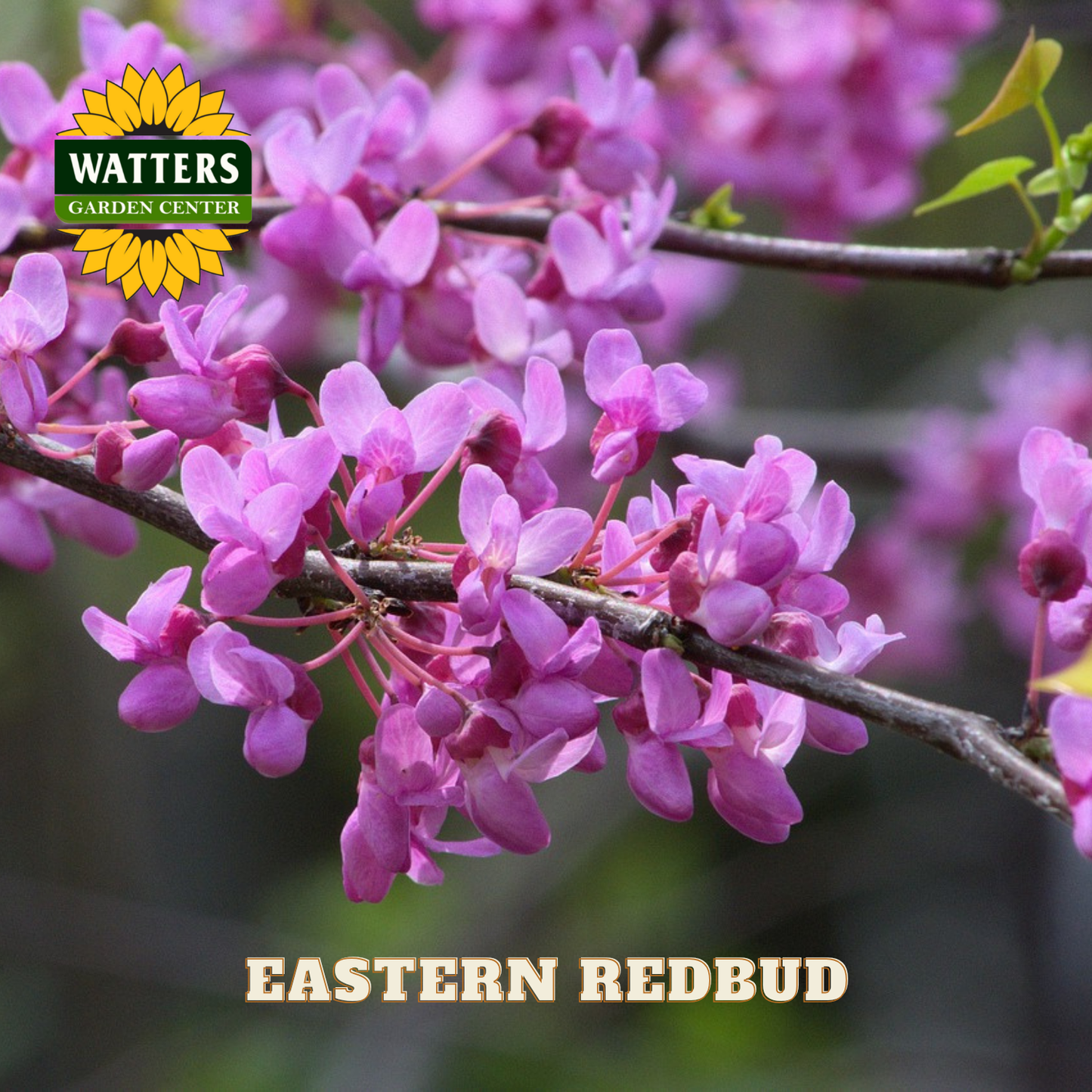 Branch of pink Eastern Redbud flowers with Watters Garden Center logo.