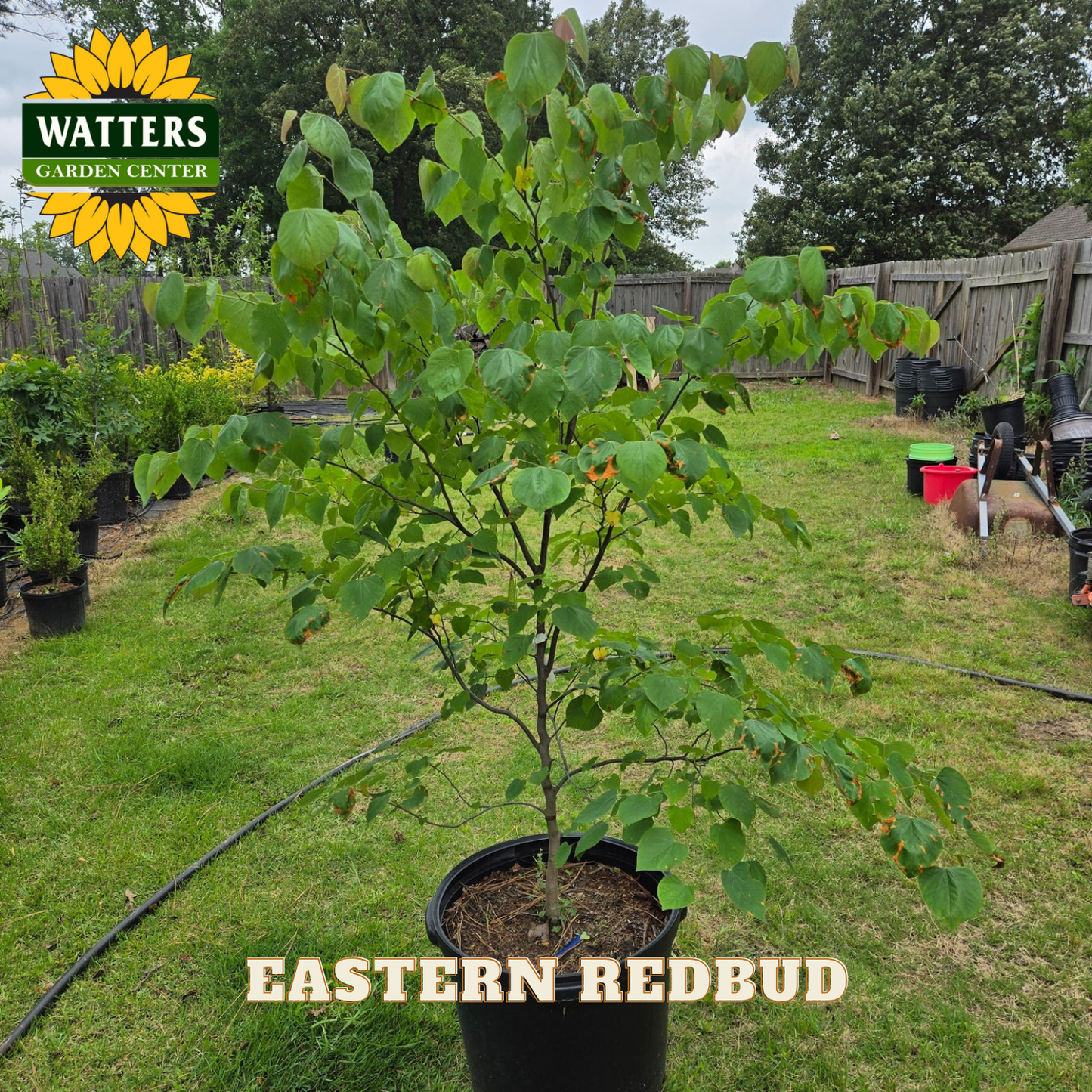 Potted Eastern Redbud tree in a garden setting with Watters Garden Center branding.