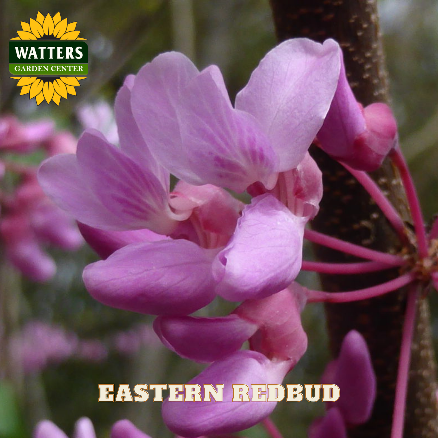 Pink Eastern Redbud flowers with Watters Garden Center logo