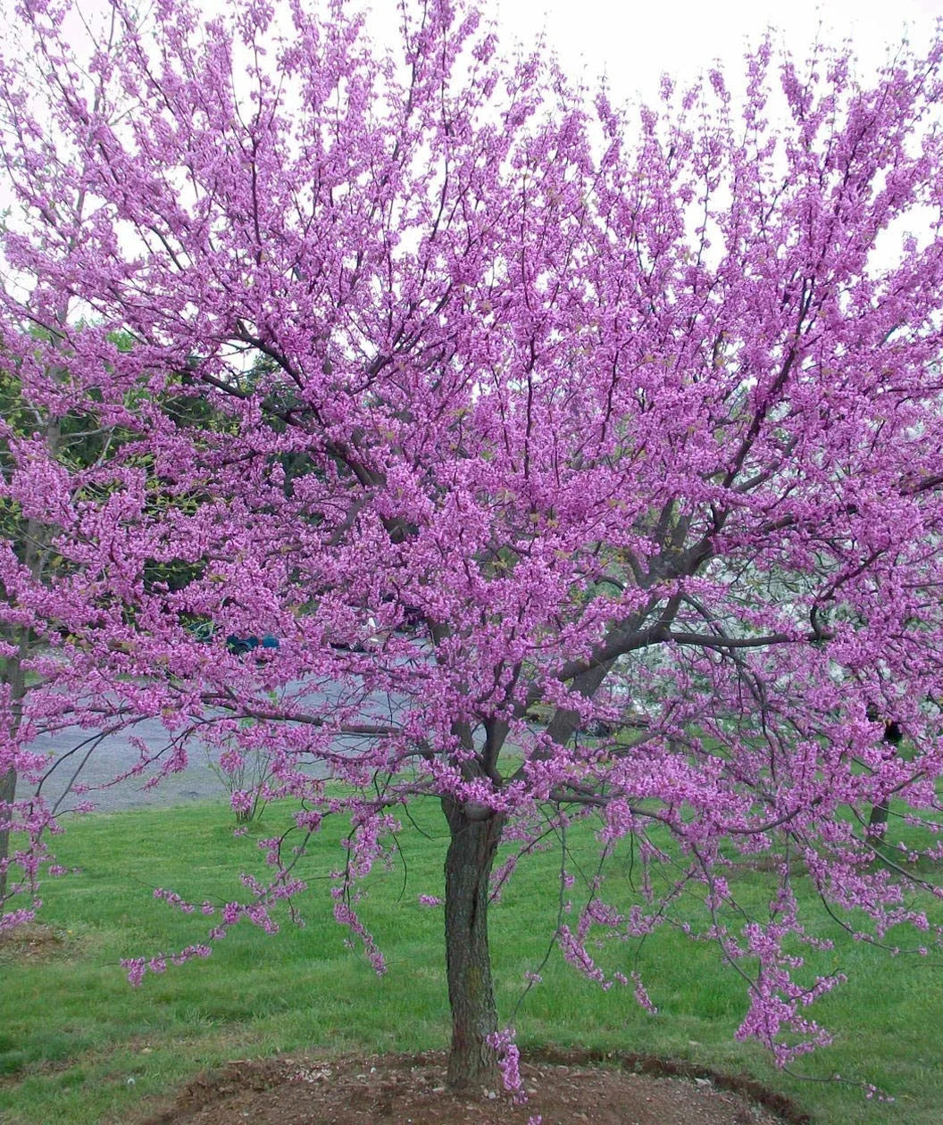 EASTERN REDBUD TREE 10gal