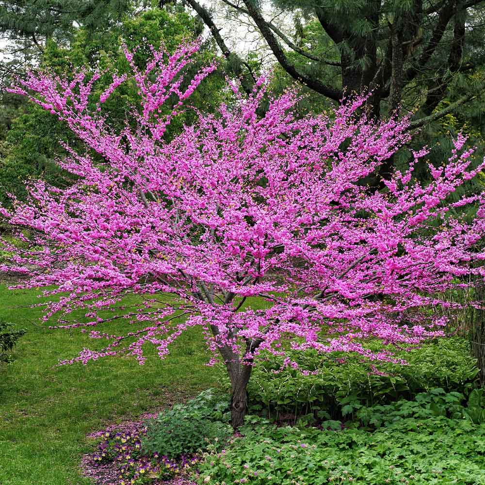 EASTERN REDBUD TREE 10gal