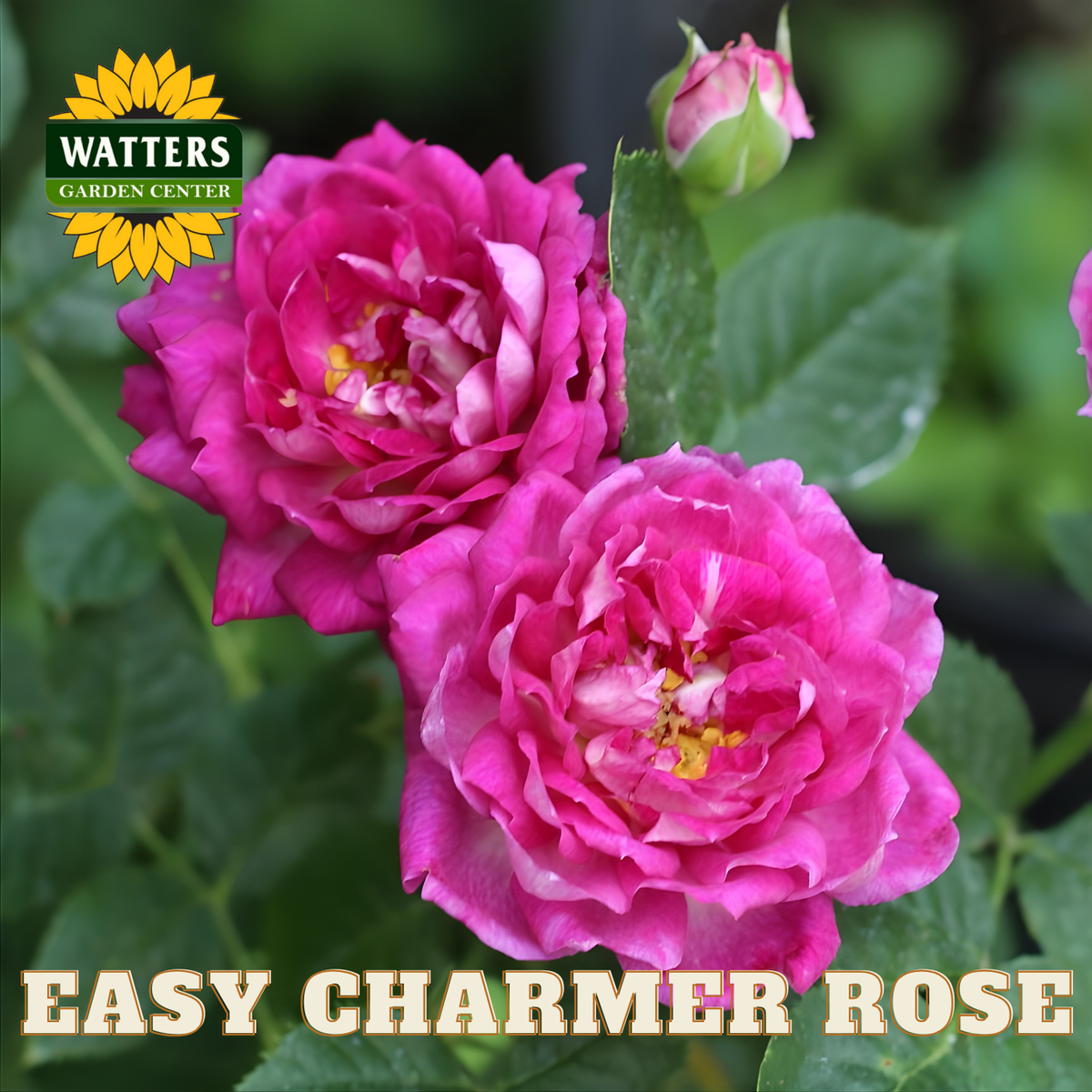 Two pink roses with a bud on green leaves, branded with Watters Garden Center.