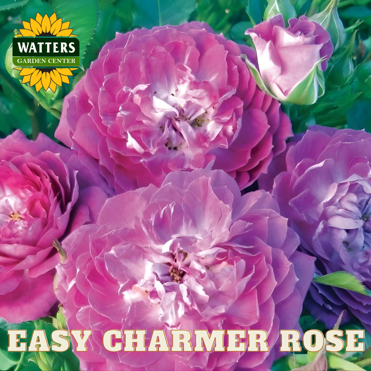 Close-up of pink and purple roses with Watters Garden Center logo.