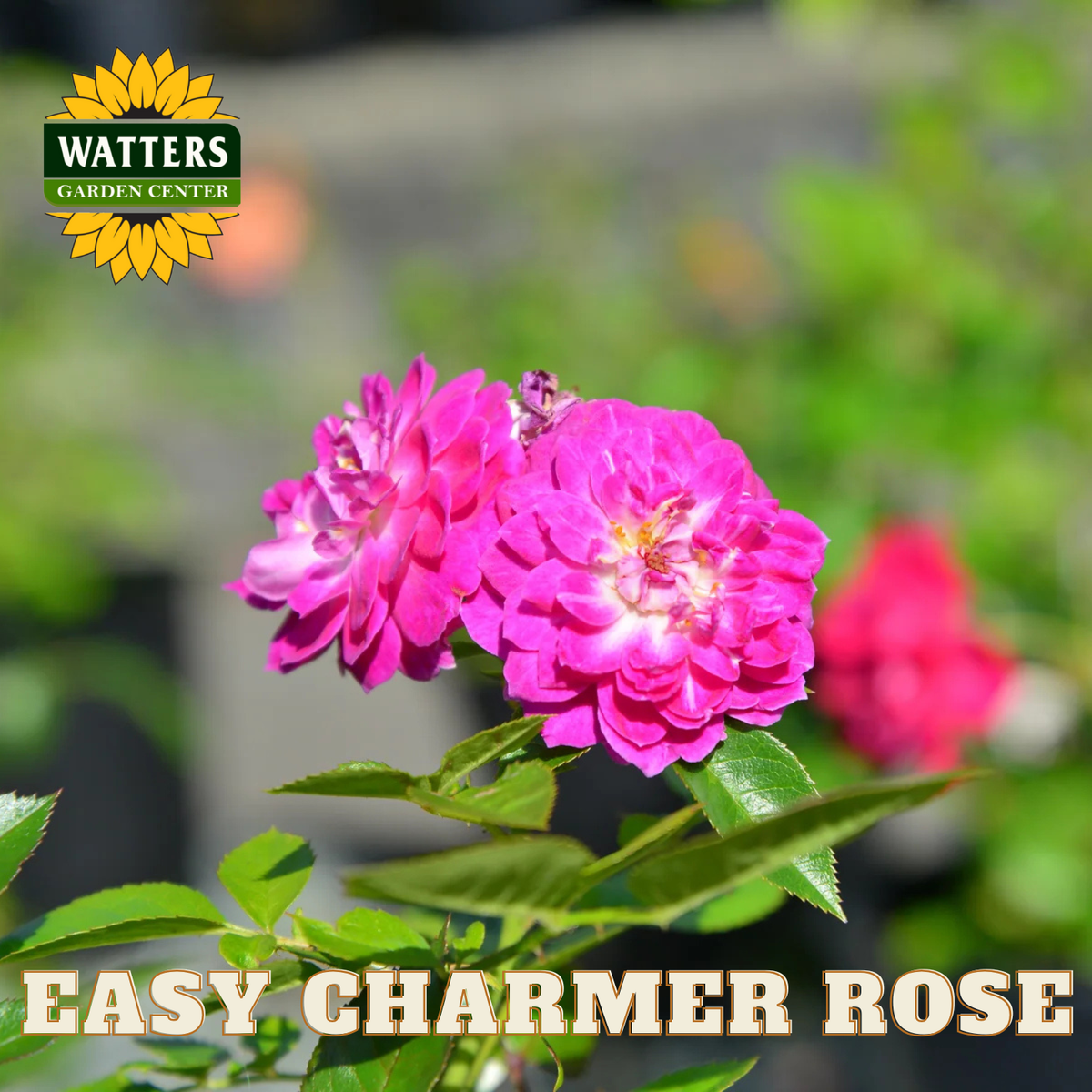 Pink roses with 'Watters Garden Center' logo and 'Easy Charmer Rose' text.