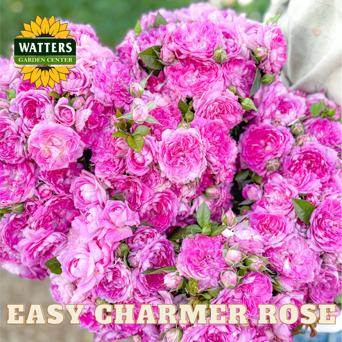 Bouquet of pink roses with Watters Garden Center logo and 'Easy Charmer Rose' text.