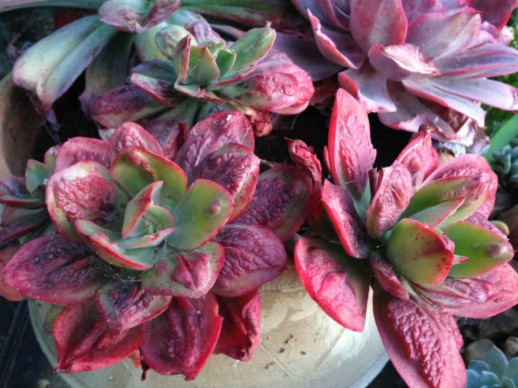 Red Baron Echeveria