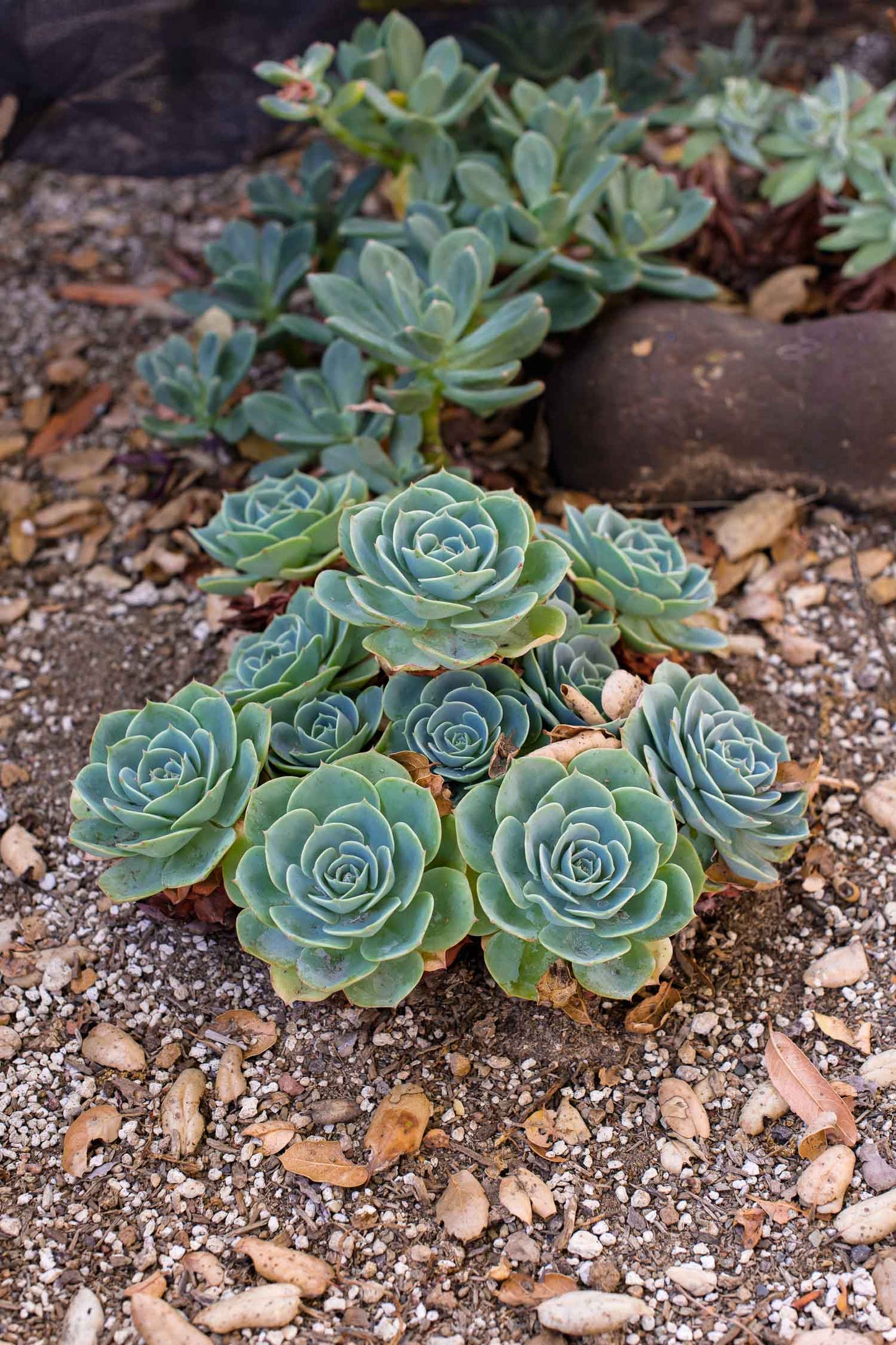 Echeveria Imbricata